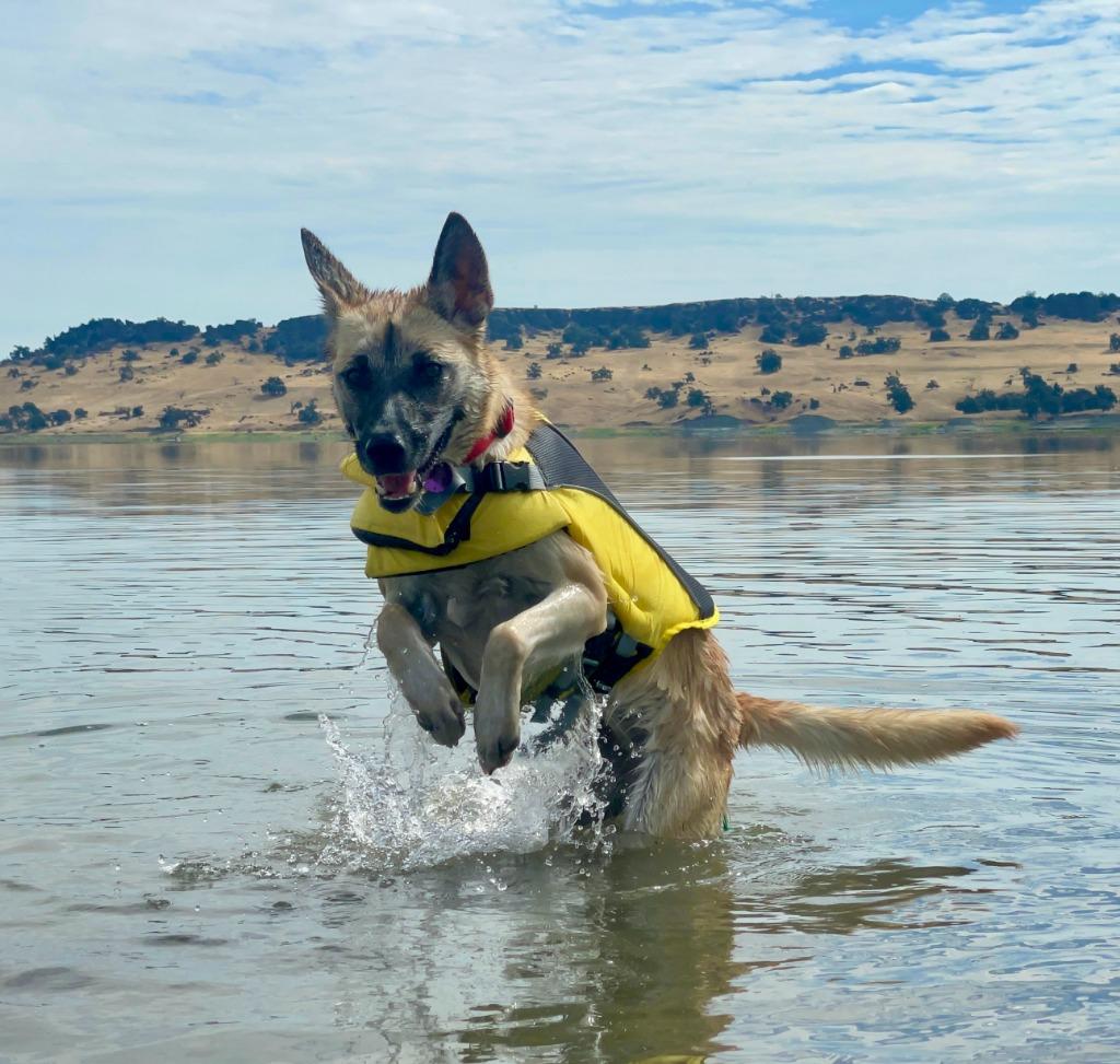 Enlarge Nala, a Adoptable mixed breed in Chico, CA image 5/5