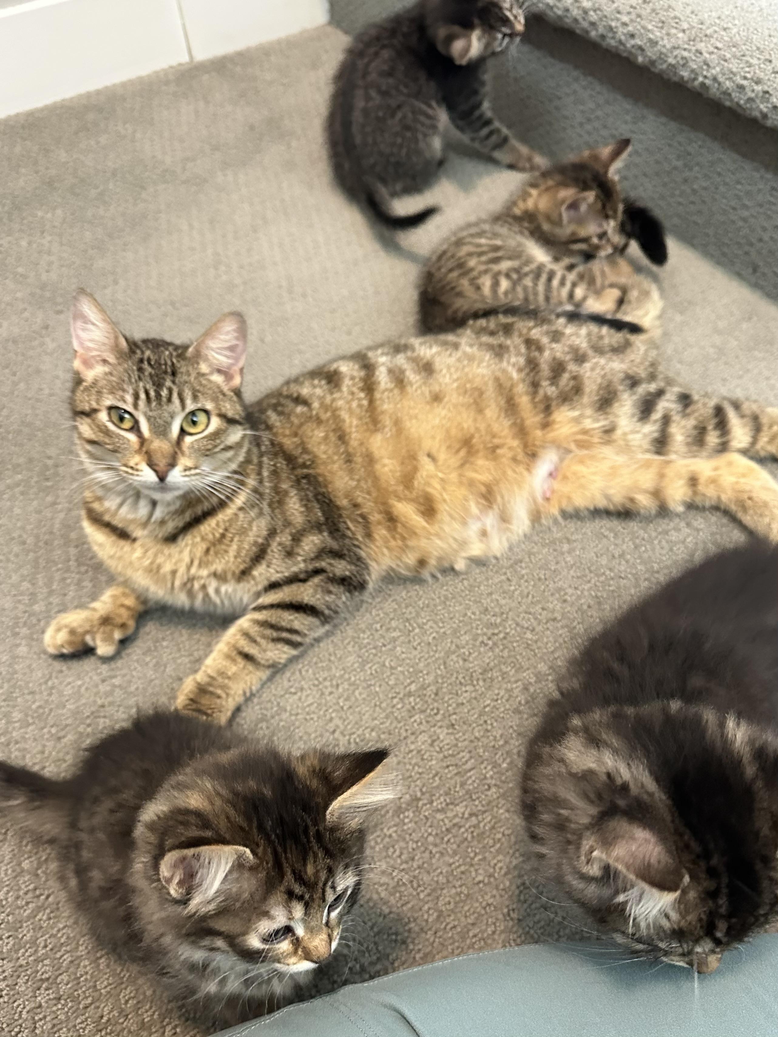 Mrs Butterworth, a ADOPTABLE Domestic Short Hair in Milwaukee, WI image 3/6