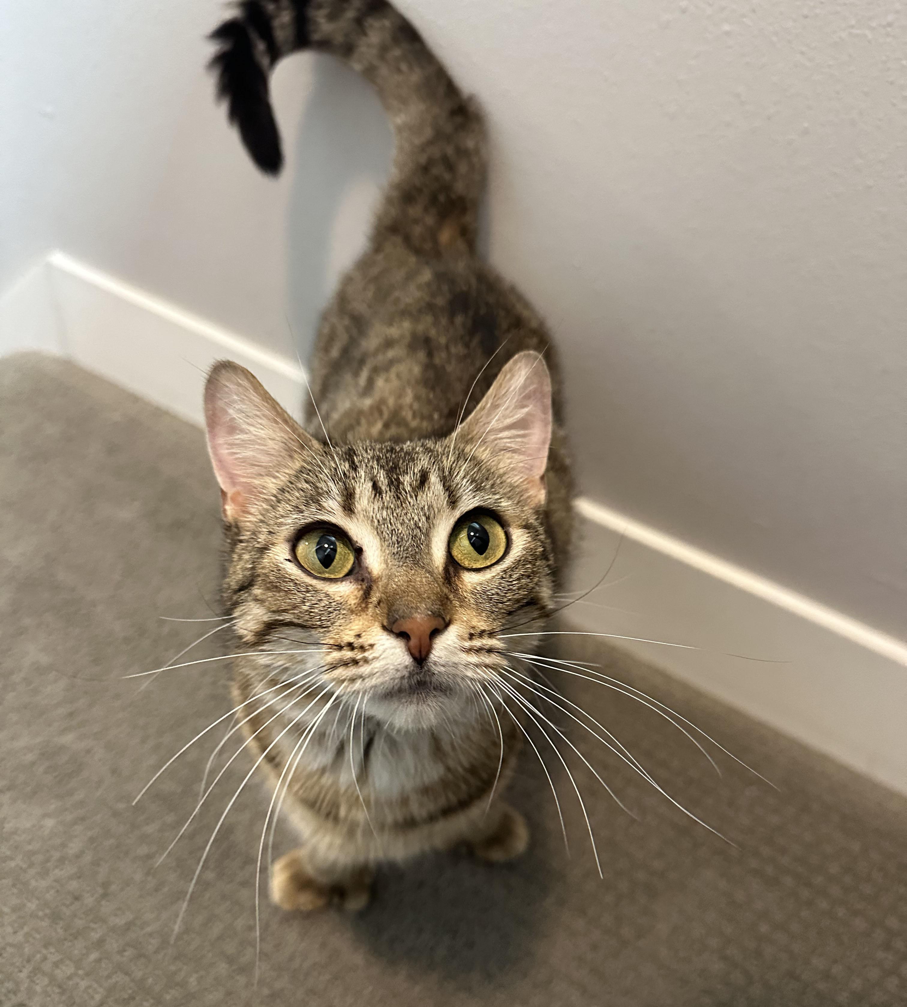 Mrs Butterworth, a ADOPTABLE Domestic Short Hair in Milwaukee, WI image 4/6