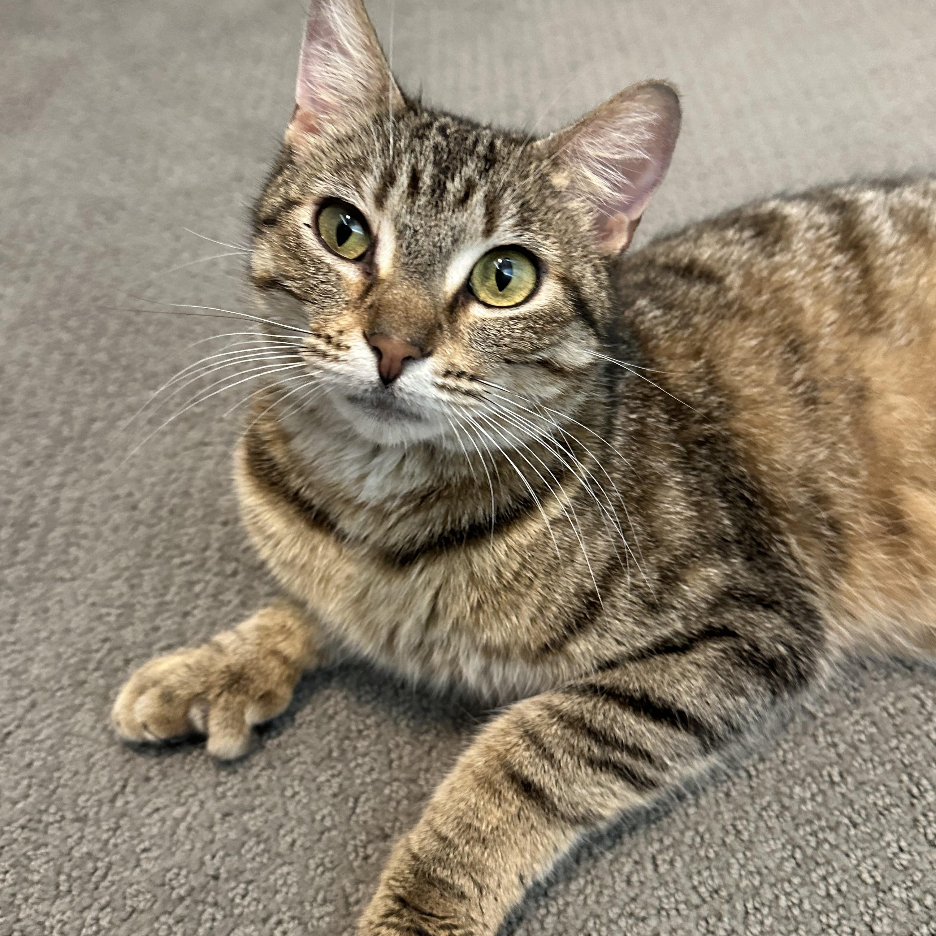 Mrs Butterworth, a ADOPTABLE Domestic Short Hair in Milwaukee, WI image 5/6