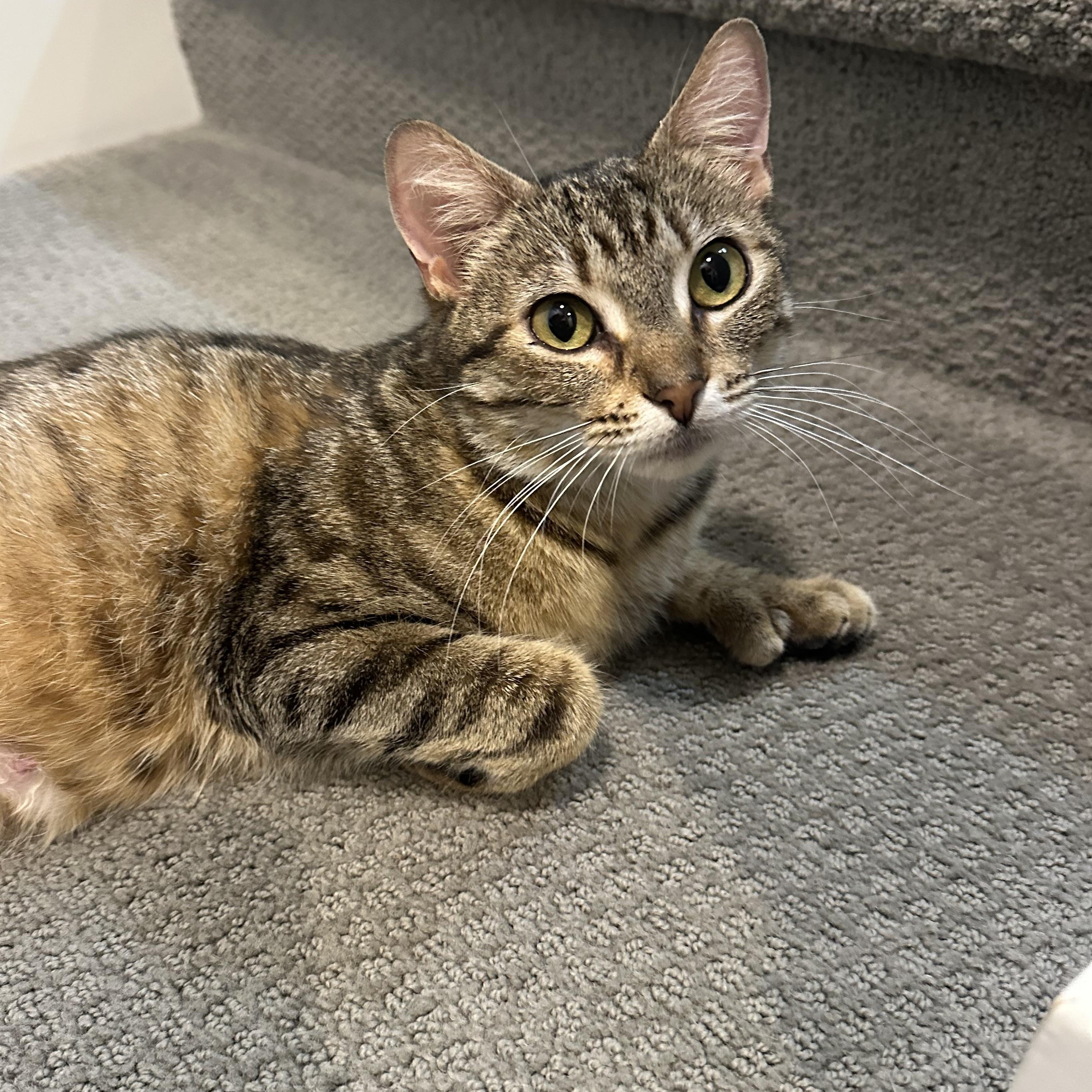 Mrs Butterworth, a ADOPTABLE Domestic Short Hair in Milwaukee, WI image 6/6