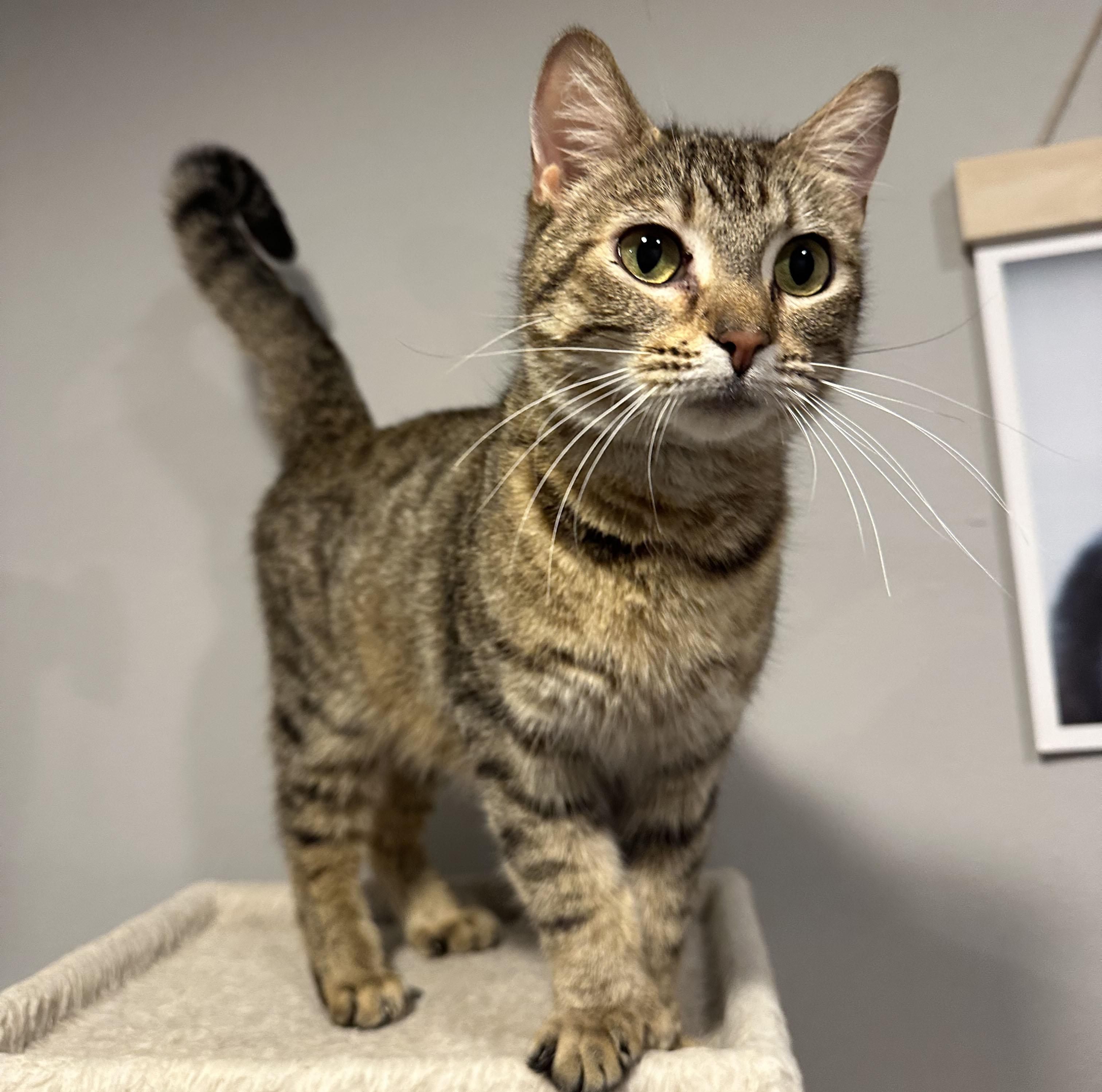 Mrs Butterworth, a ADOPTABLE Domestic Short Hair in Milwaukee, WI image 2/6