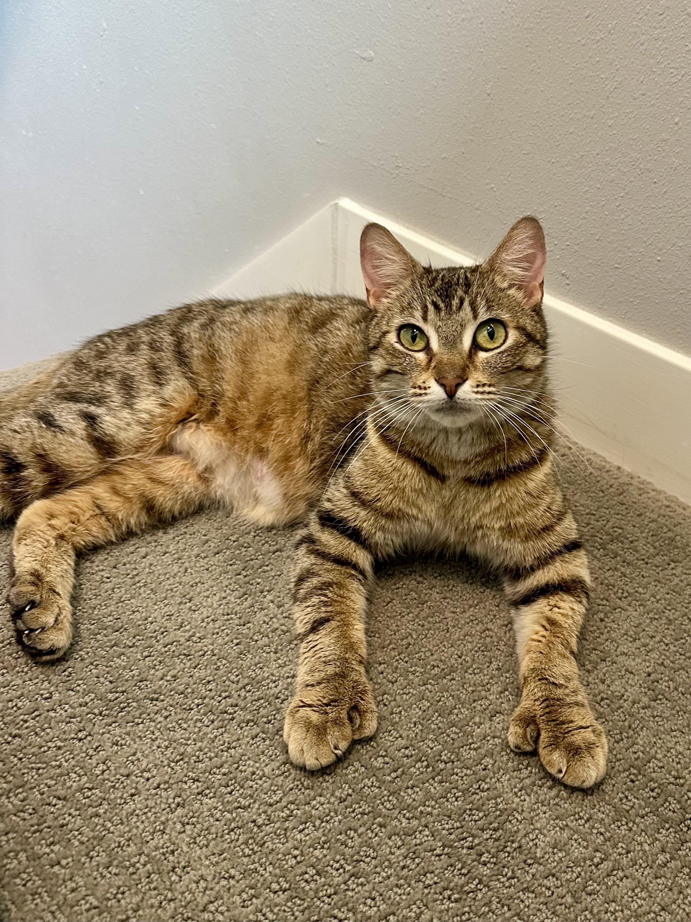 Mrs Butterworth, a ADOPTABLE Domestic Short Hair in Milwaukee, WI image 1/6