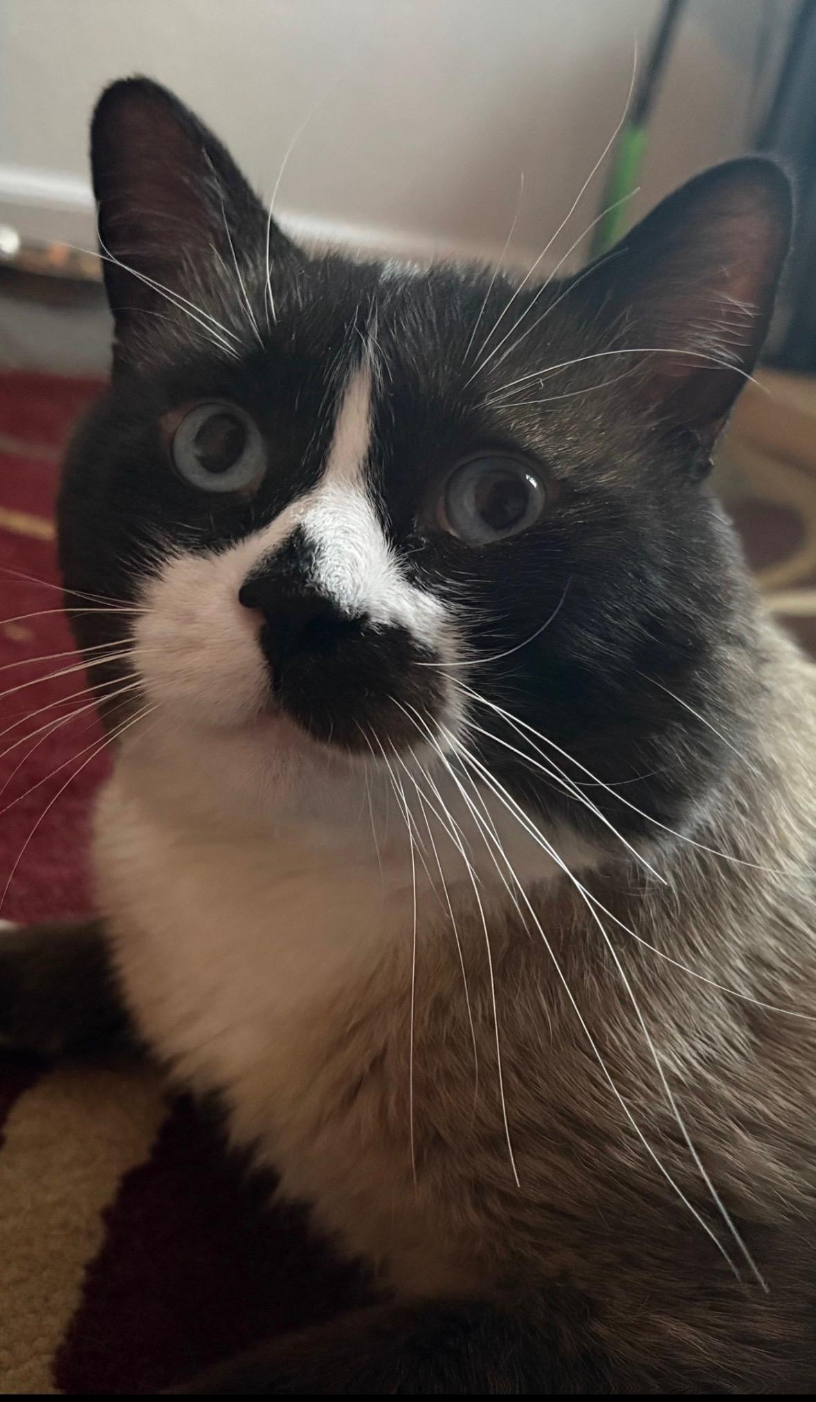 Enlarge Frankie, a ADOPTABLE mixed breed in Aurora, CO image 6/6