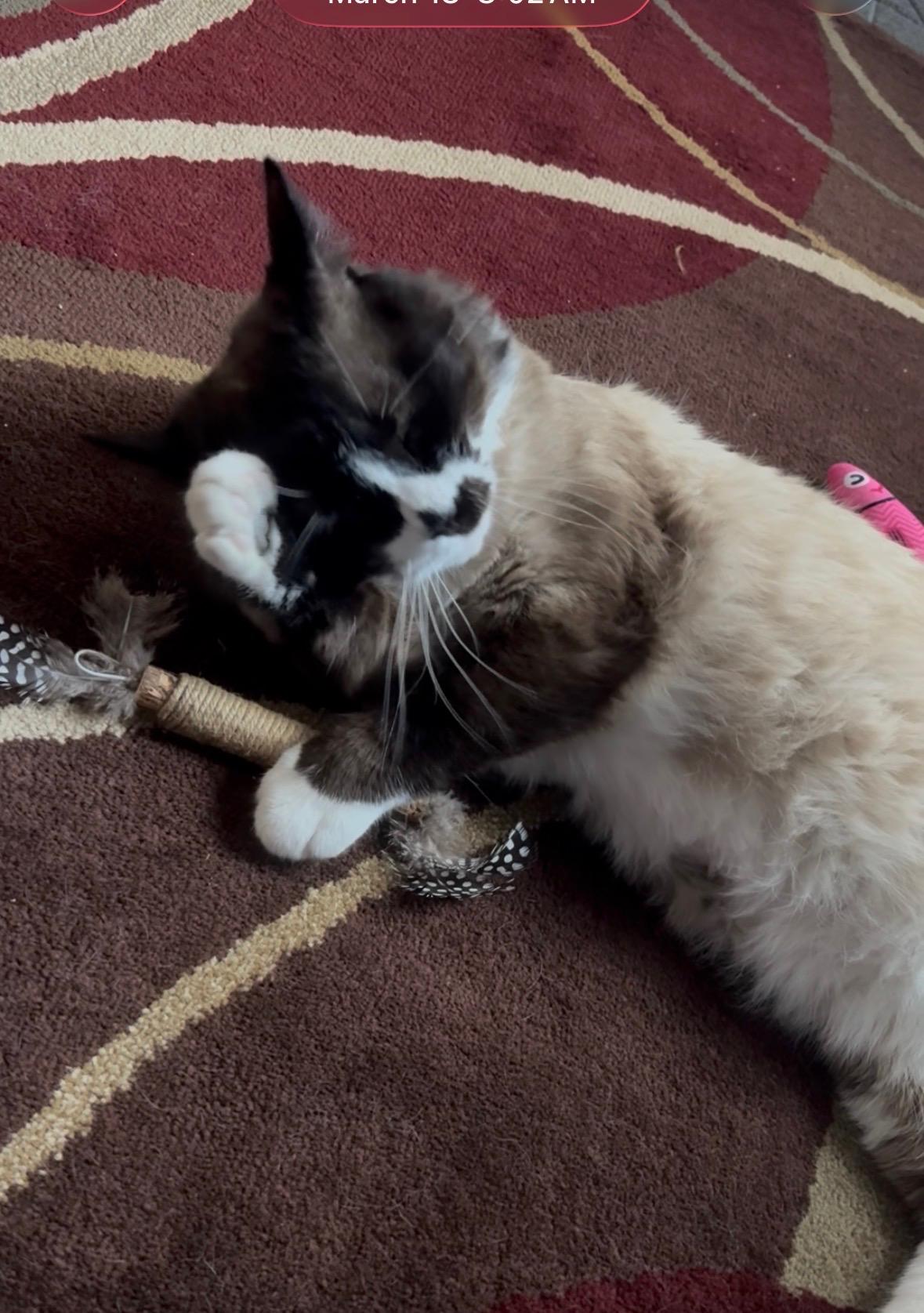 Enlarge Frankie, a ADOPTABLE mixed breed in Aurora, CO image 3/6