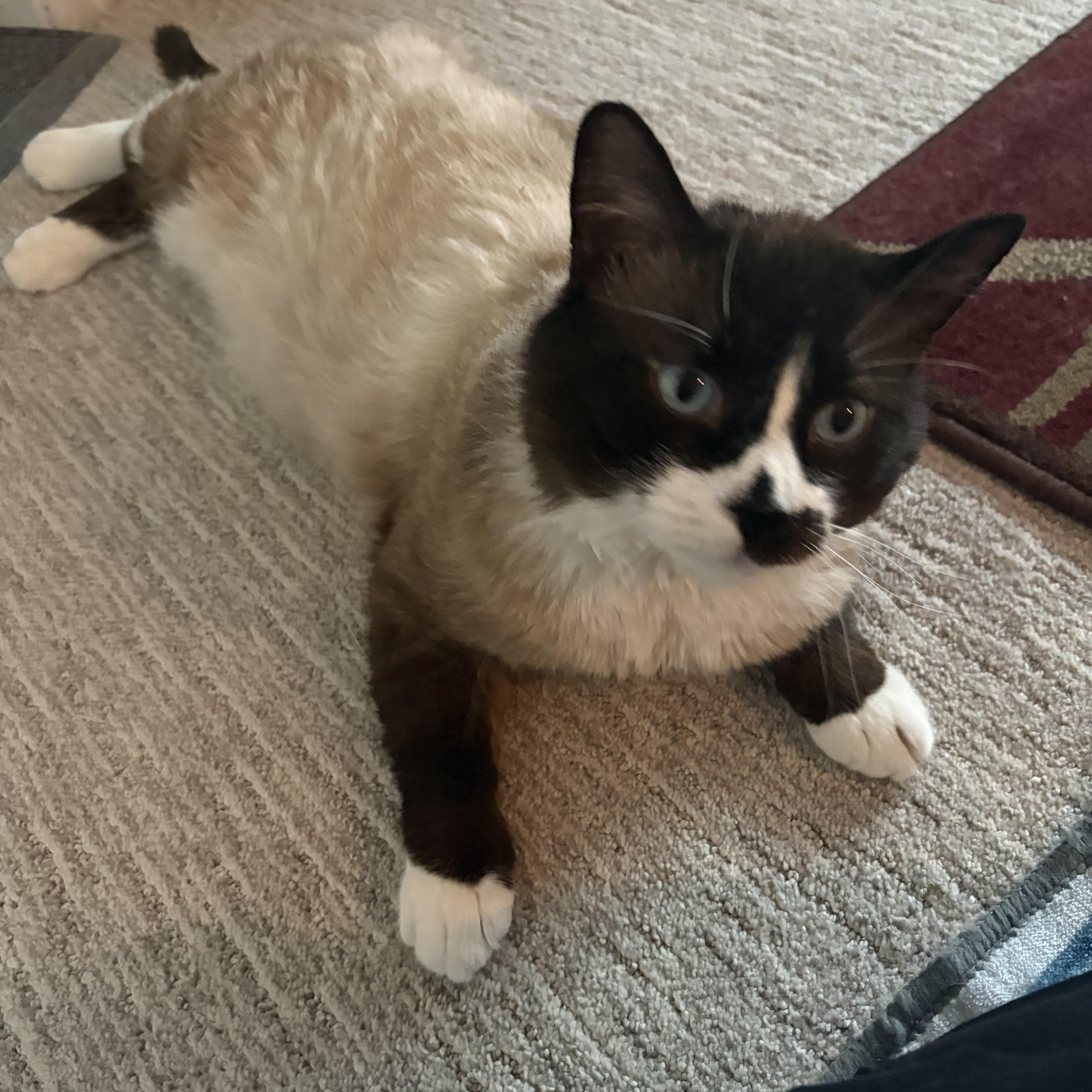 Enlarge Frankie, a ADOPTABLE mixed breed in Aurora, CO image 5/6