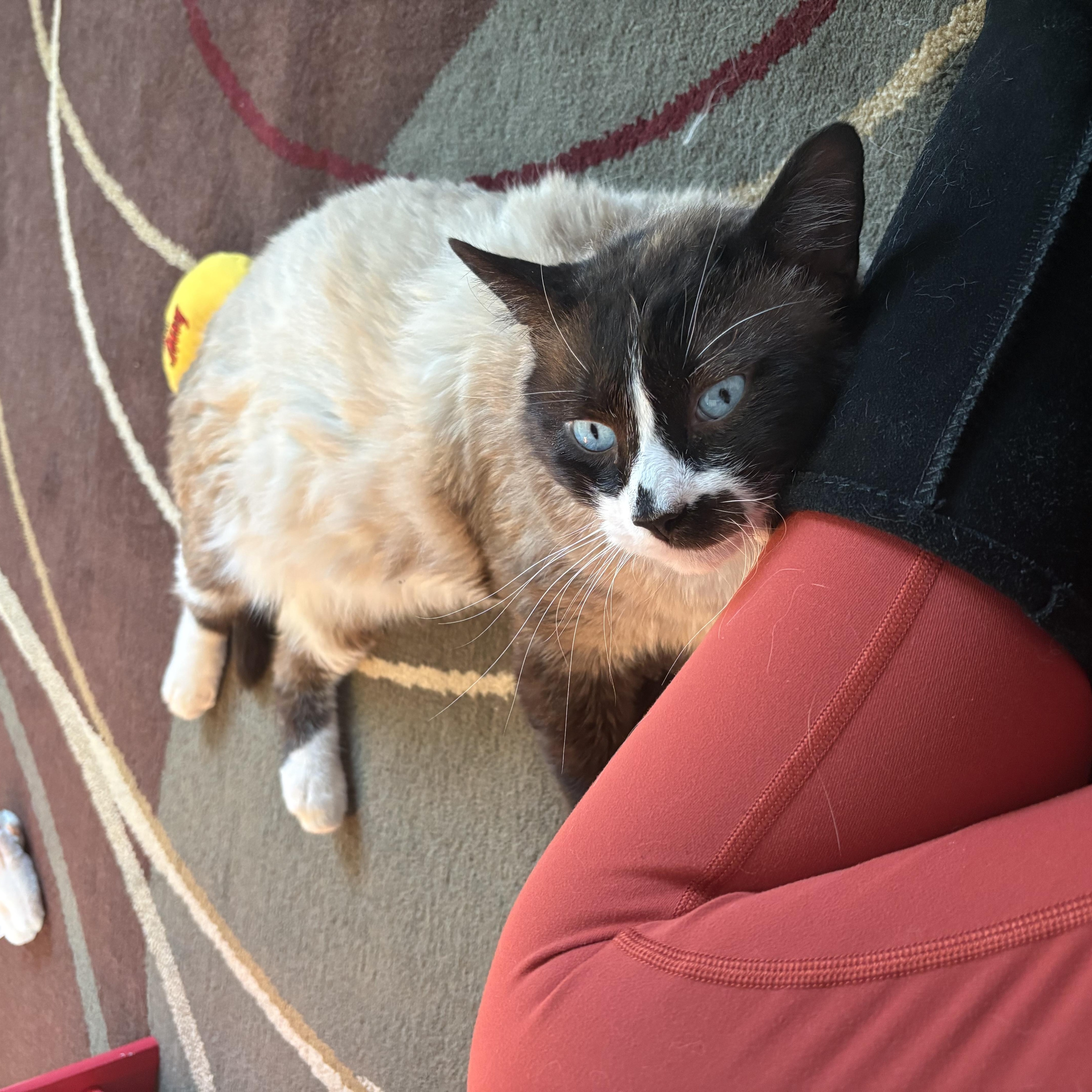 Enlarge Frankie, a ADOPTABLE mixed breed in Aurora, CO image 2/6