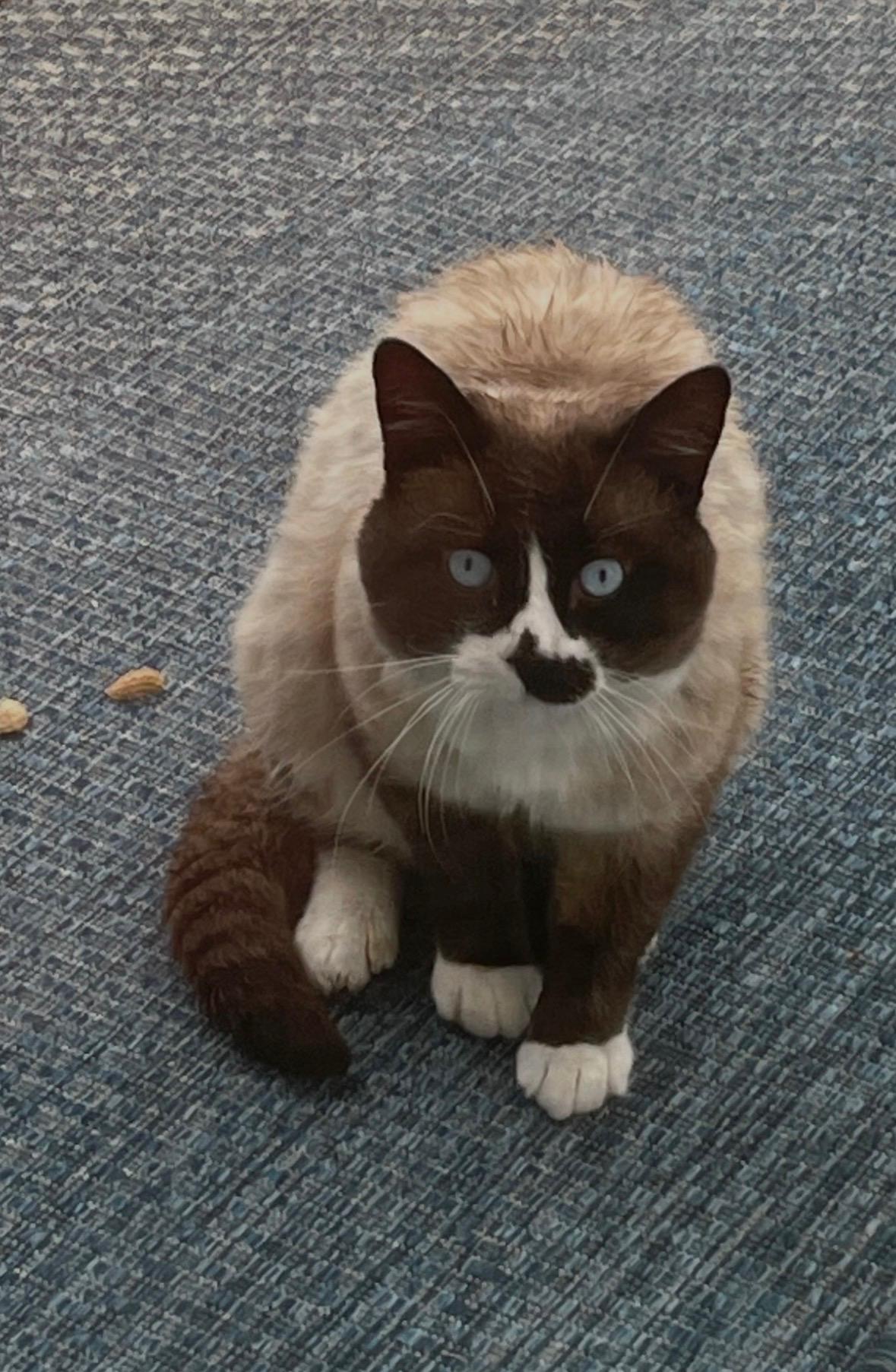 Enlarge Frankie, a ADOPTABLE mixed breed in Aurora, CO image 4/6