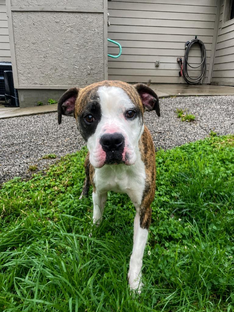 Enlarge Baron, a ADOPTABLE mixed breed in Maysville, KY image 1/1