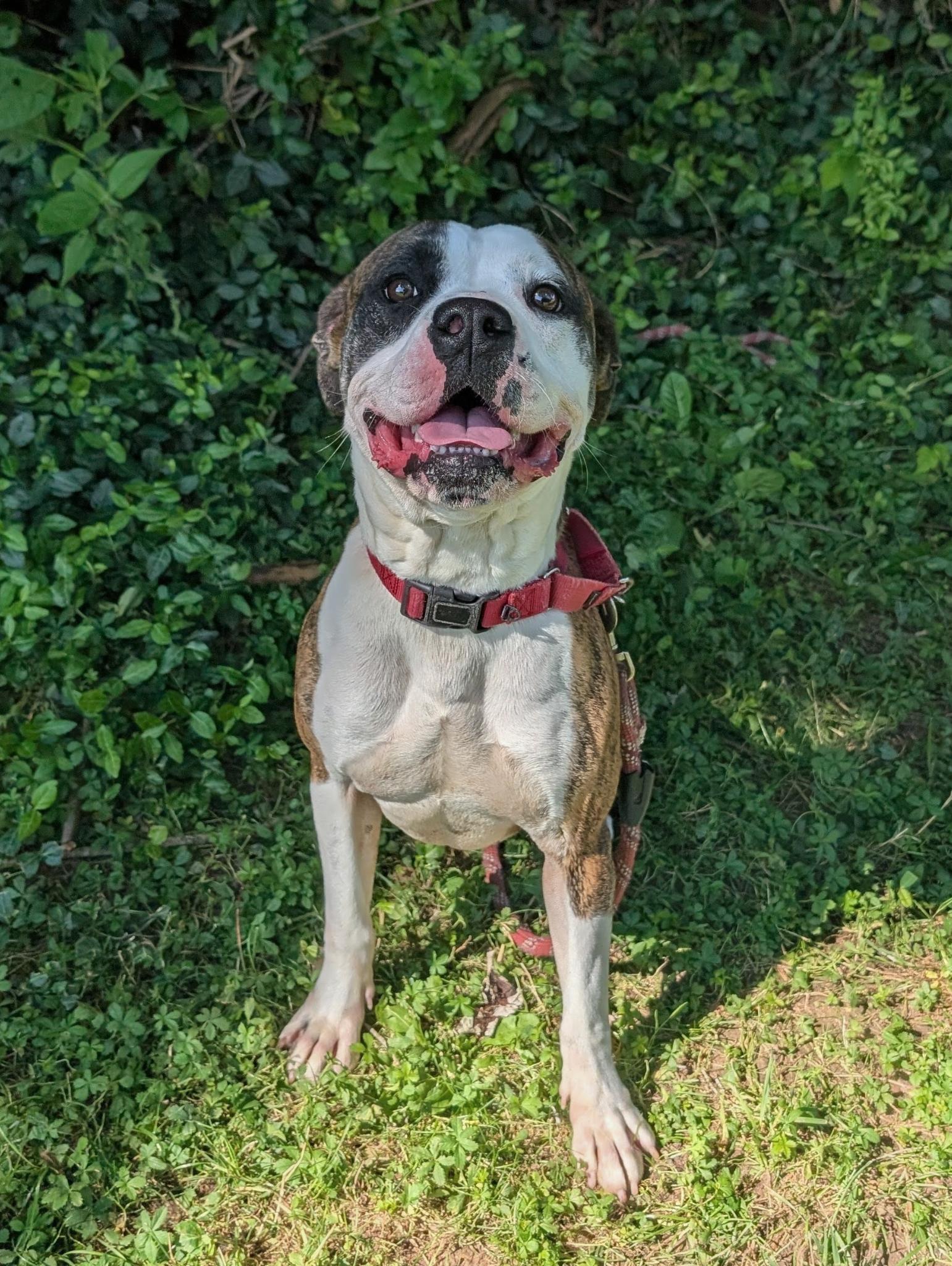 Baron, ADOPTABLE, Adult Male Boxer & Pit Bull Terrier.