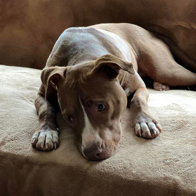 Magdalena, Adoptable, Adult Female Pit Bull Terrier.