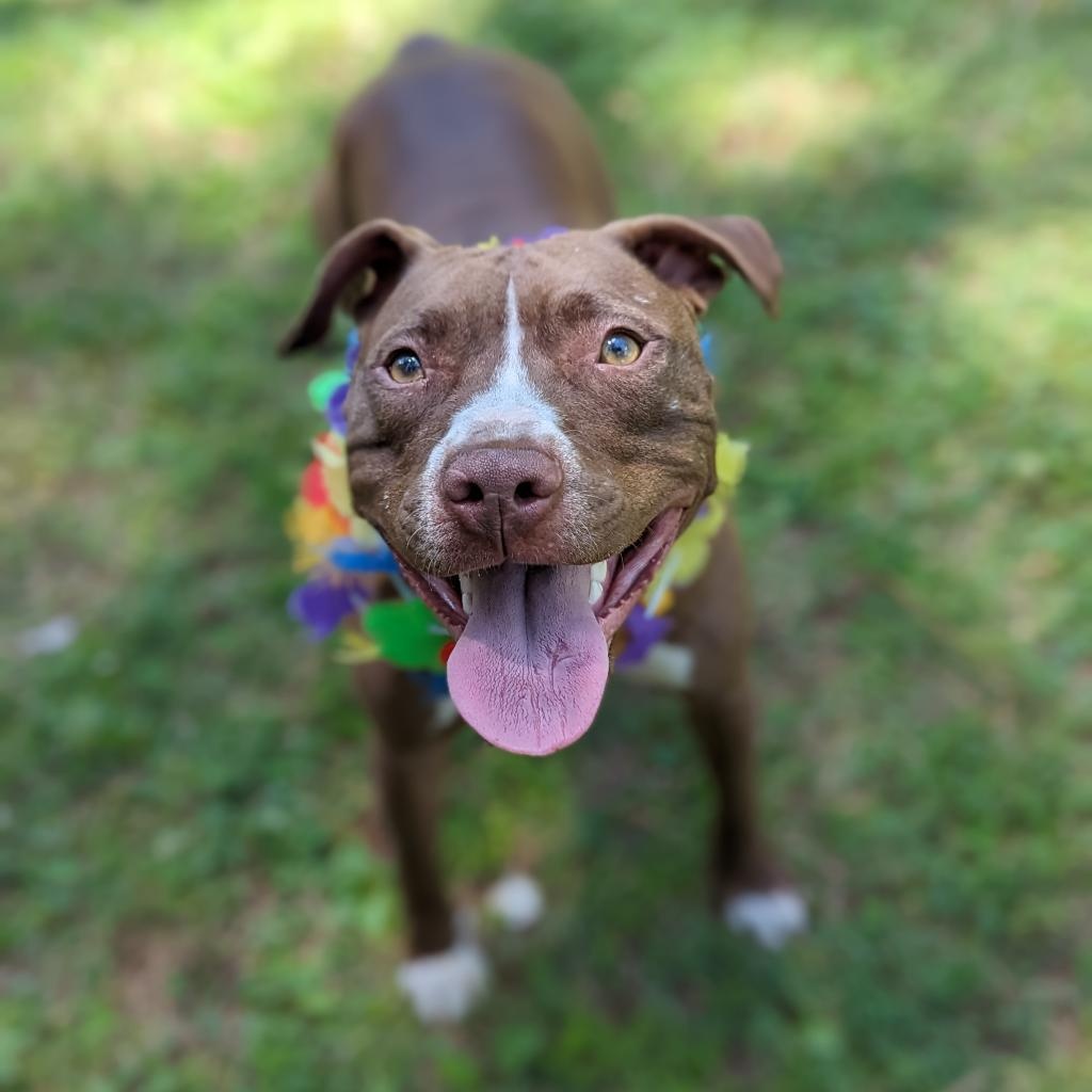 Magdalena, a Adoptable Pit Bull Terrier in Helena, AL image 4/5