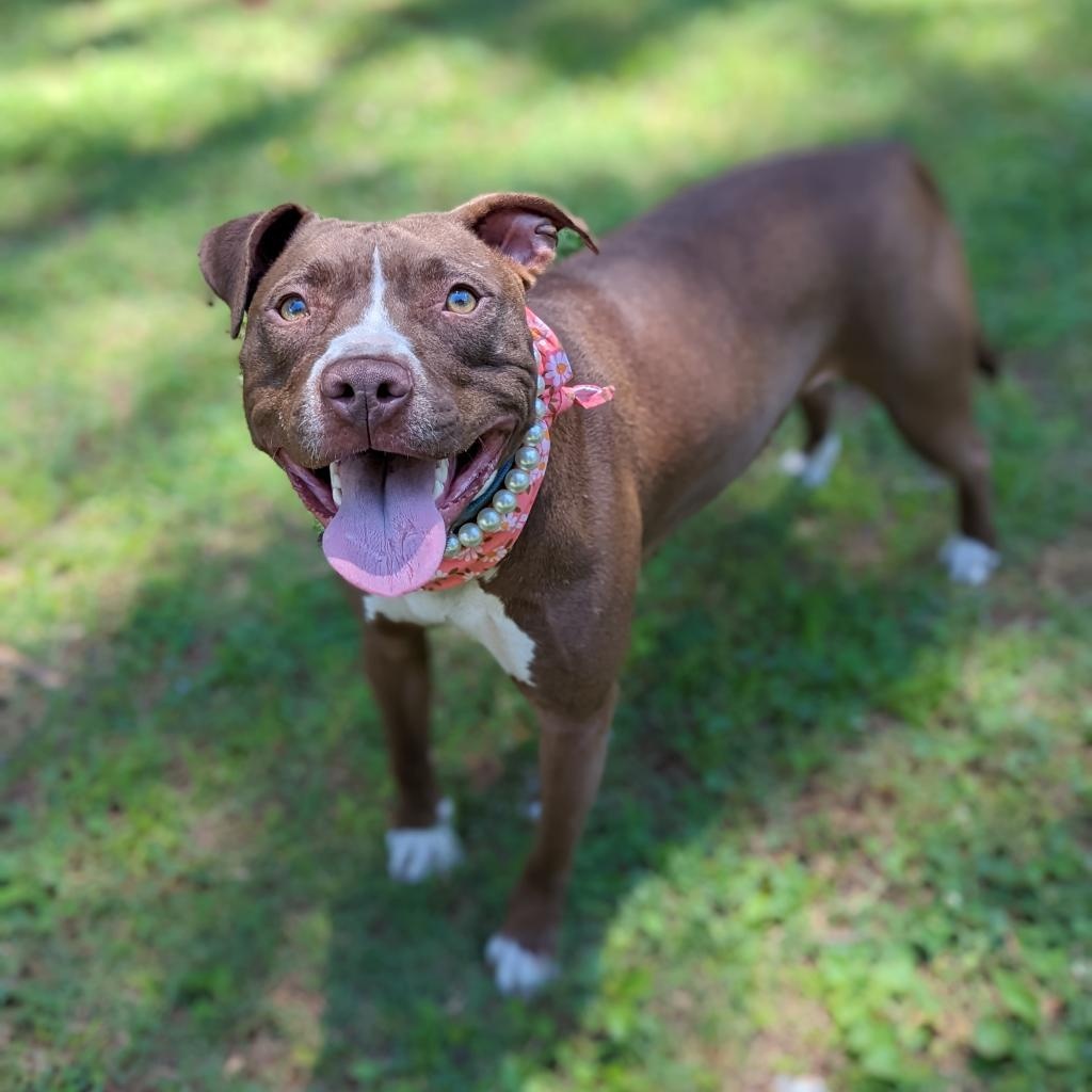 Magdalena, a Adoptable Pit Bull Terrier in Helena, AL image 5/5