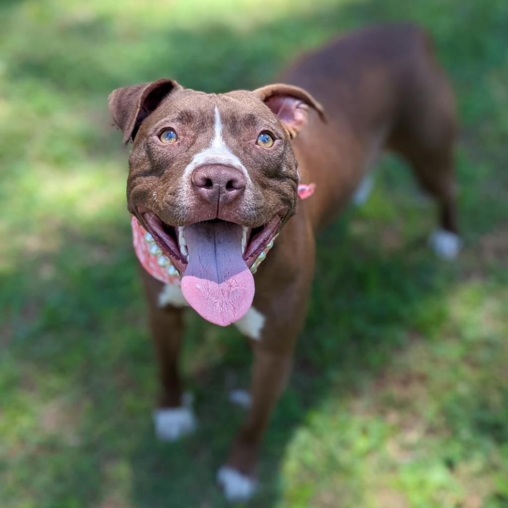 Magdalena, a Adoptable Pit Bull Terrier in Helena, AL image 2/5