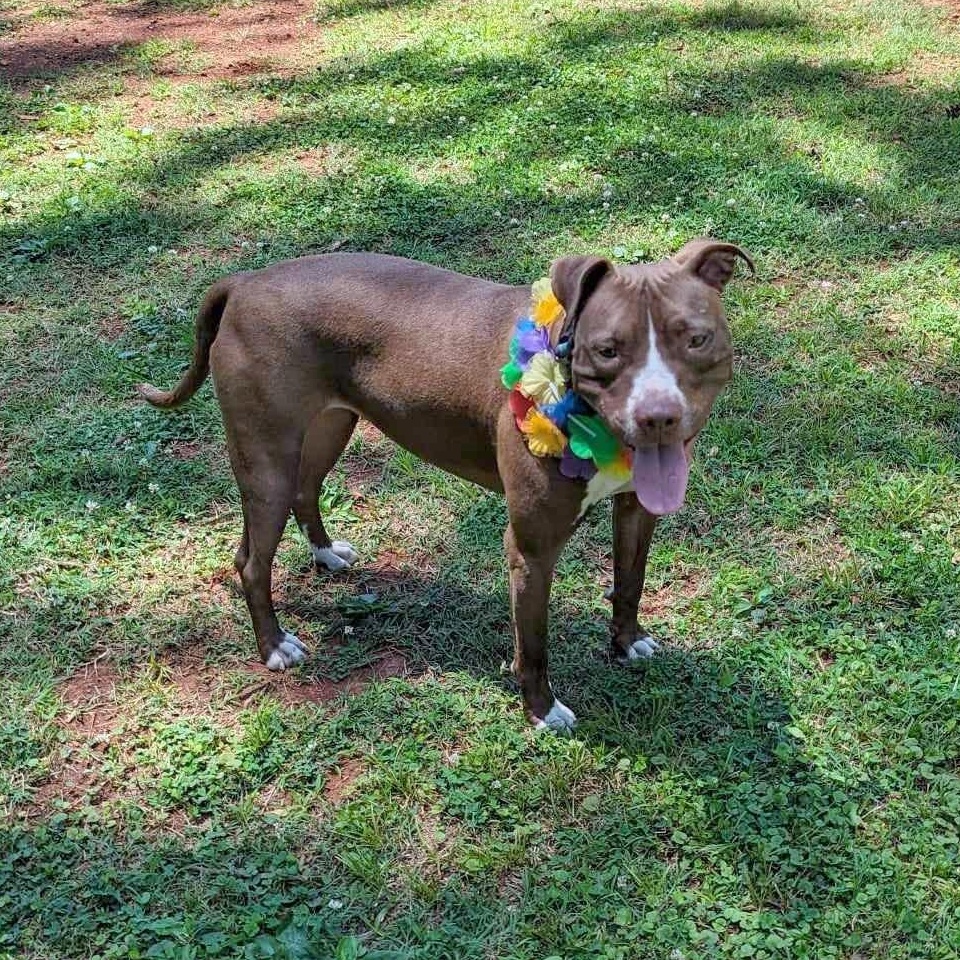 Enlarge Magdalena, a Adoptable mixed breed in Helena, AL image 3/3