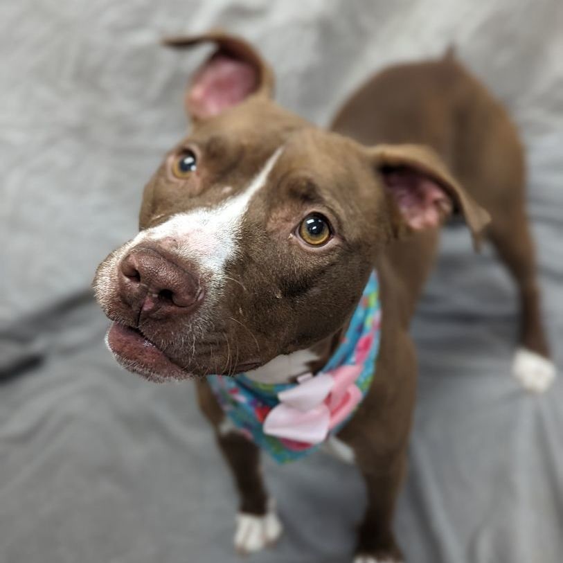 Enlarge Magdalena, a Adoptable mixed breed in Helena, AL image 1/2