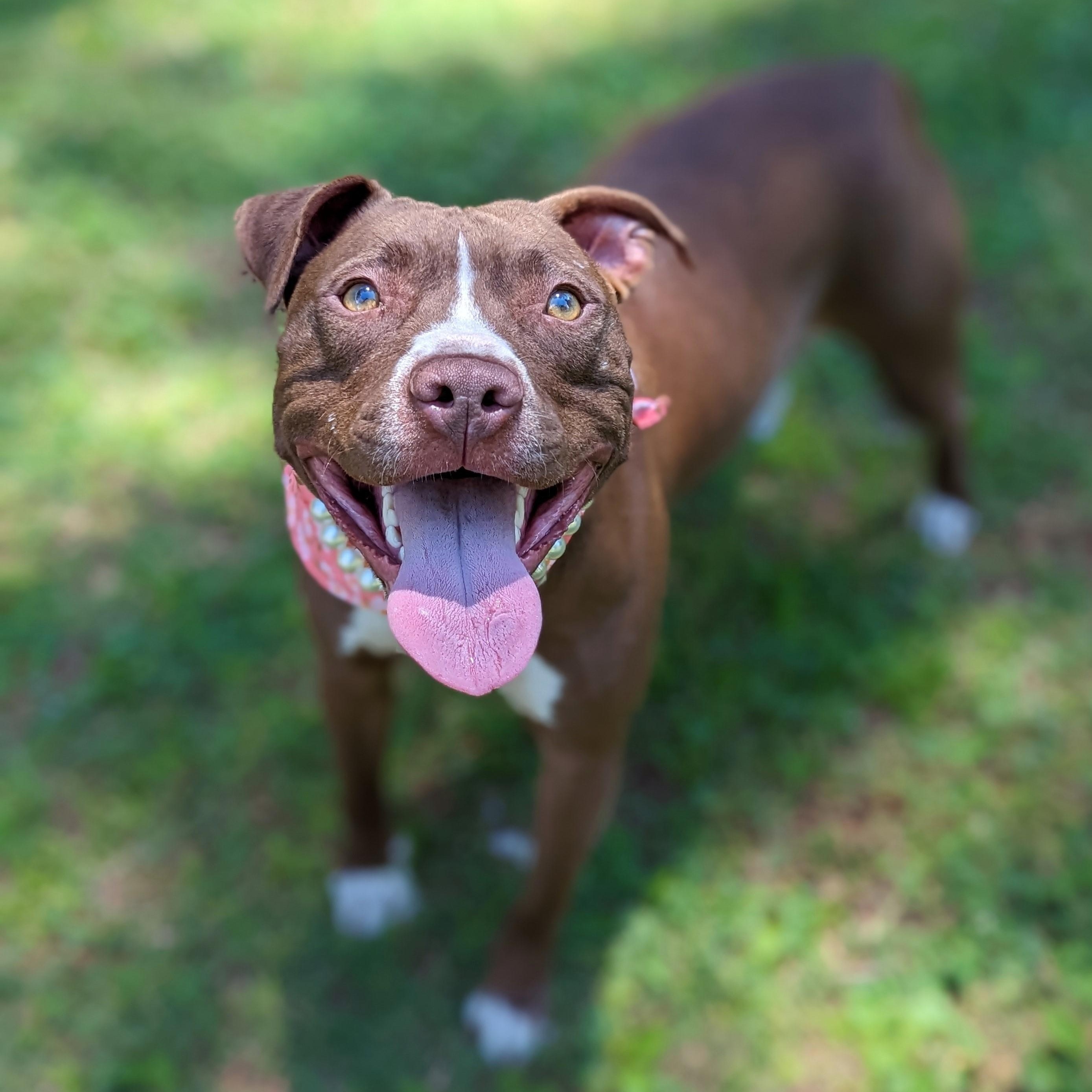 Enlarge Magdalena, a Adoptable mixed breed in Helena, AL image 2/3