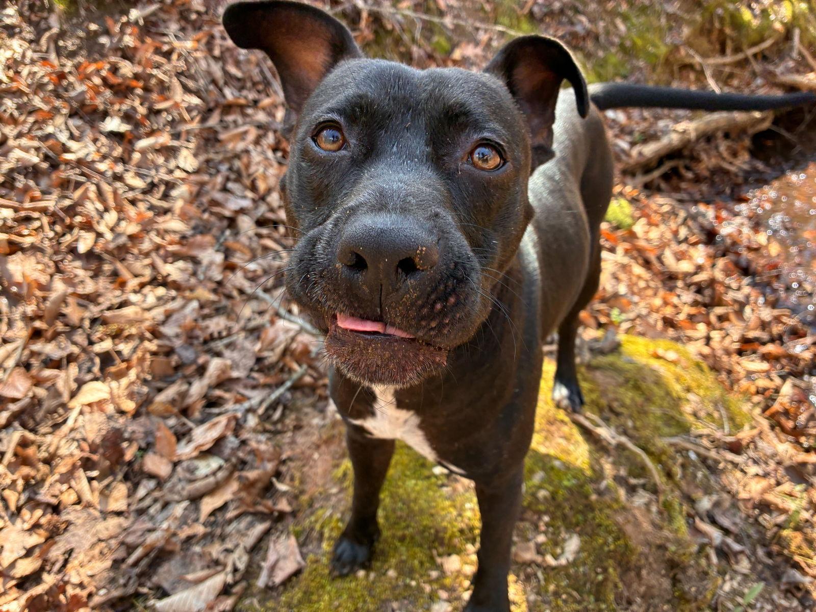 Sage May 25, Adoptable, Young Female Pit Bull Terrier.