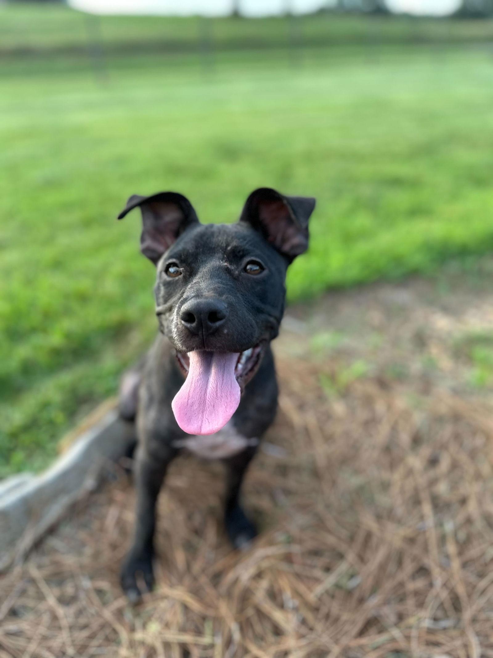 Enlarge Sage May 25, a Adoptable Pit Bull Terrier in Pacolet, SC image 2/3