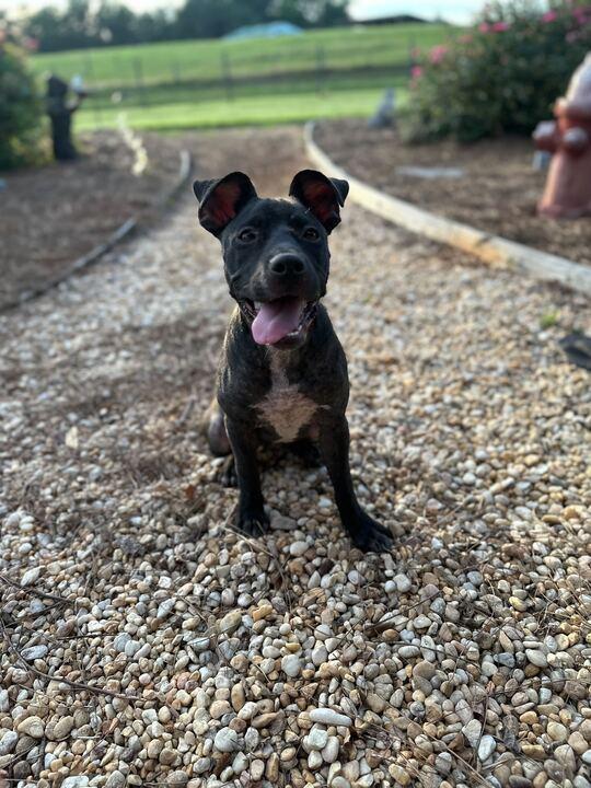 Enlarge Sage May 25, a Adoptable Pit Bull Terrier in Pacolet, SC image 3/3