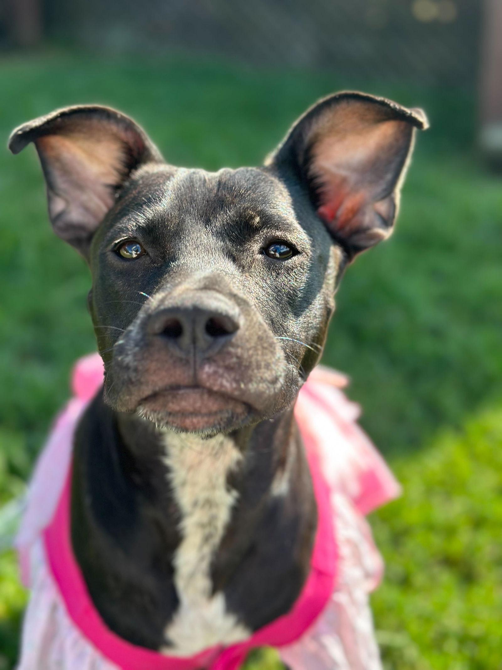 Enlarge Sage May 25, a Adoptable Pit Bull Terrier in Pacolet, SC image 3/3