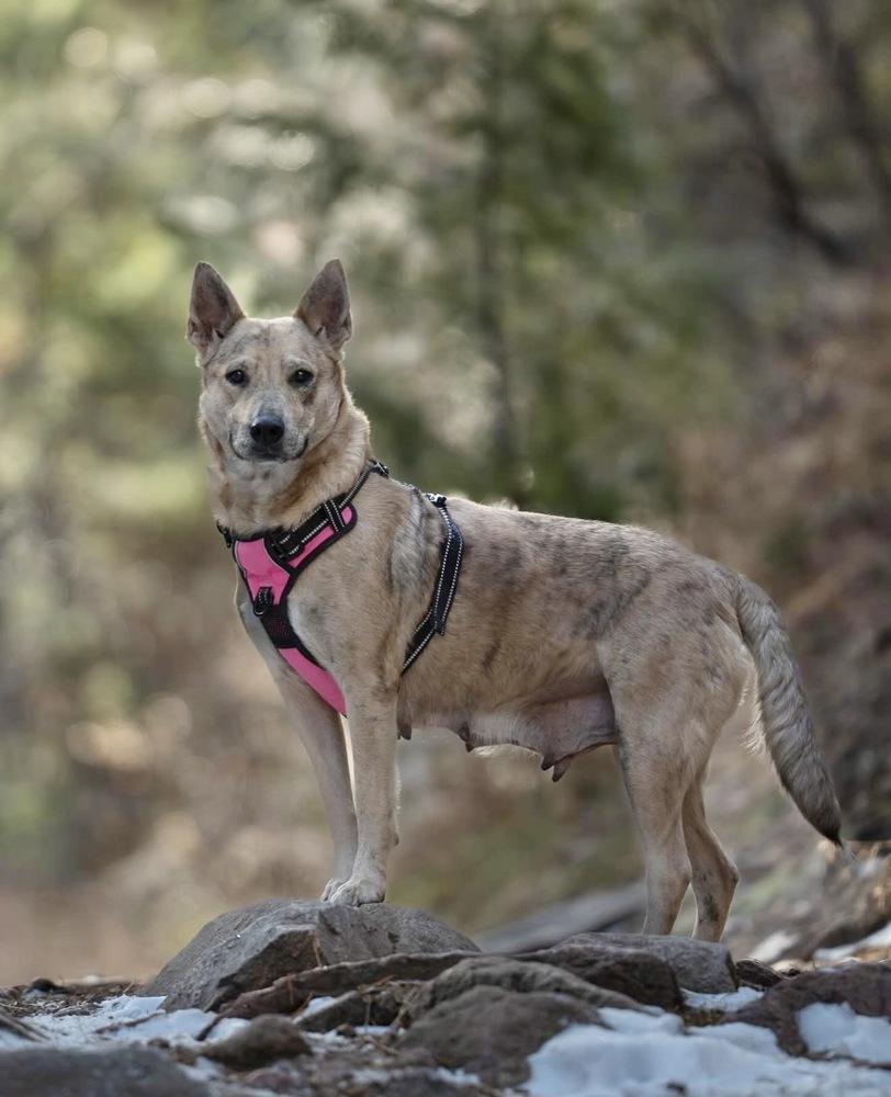 Enlarge Betsy, a Adoptable Australian Cattle Dog / Blue Heeler in Commerce City, CO image 2/6