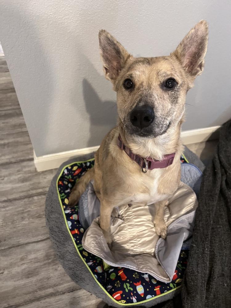 Enlarge Betsy, a Adoptable Australian Cattle Dog / Blue Heeler in Commerce City, CO image 3/6