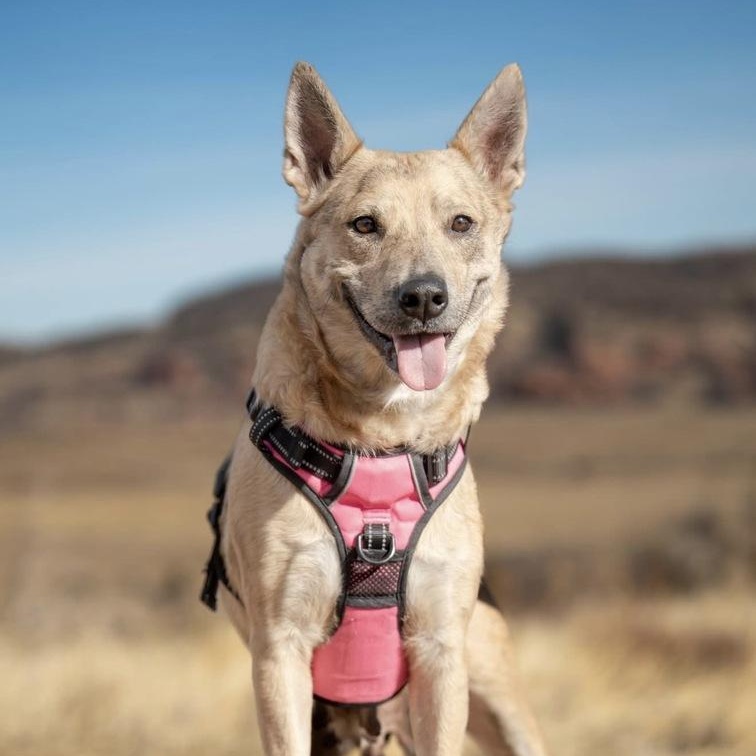 Enlarge Betsy, a Adoptable Australian Cattle Dog / Blue Heeler in Commerce City, CO image 1/6