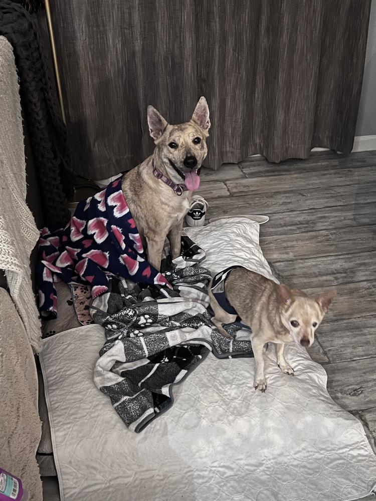 Enlarge Betsy, a Adoptable Australian Cattle Dog / Blue Heeler in Commerce City, CO image 5/6