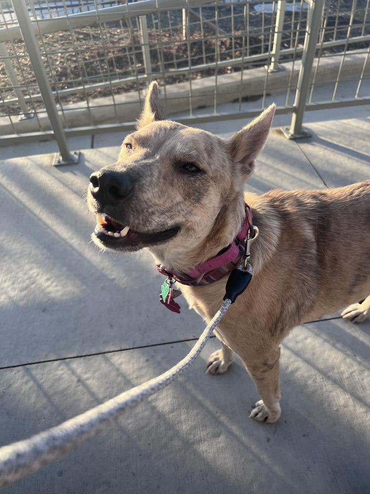 Enlarge Betsy, a Adoptable Australian Cattle Dog / Blue Heeler in Commerce City, CO image 6/6