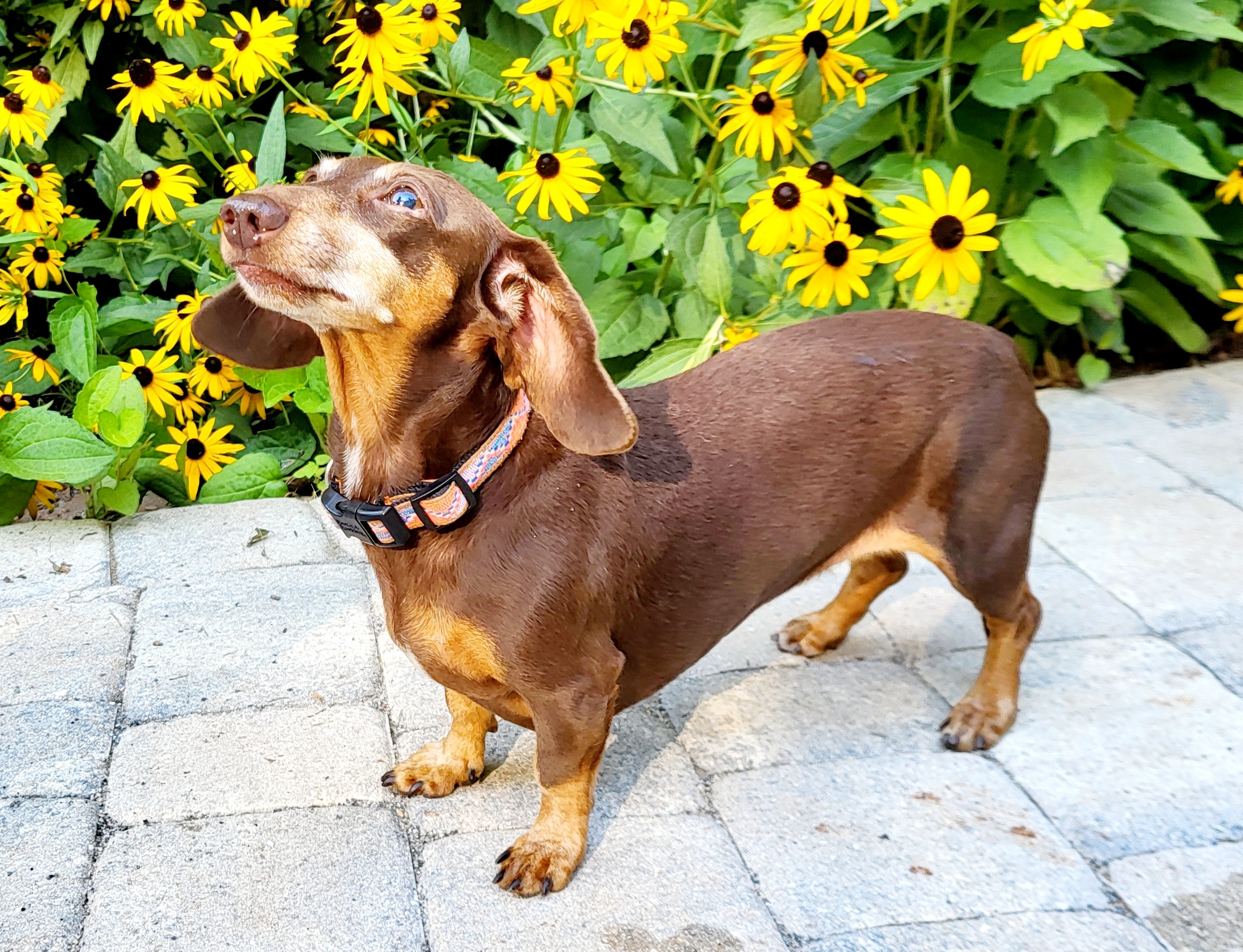 Enlarge BEAUX, a Adoptable Miniature Dachshund in Barium Springs, NC image 1/6
