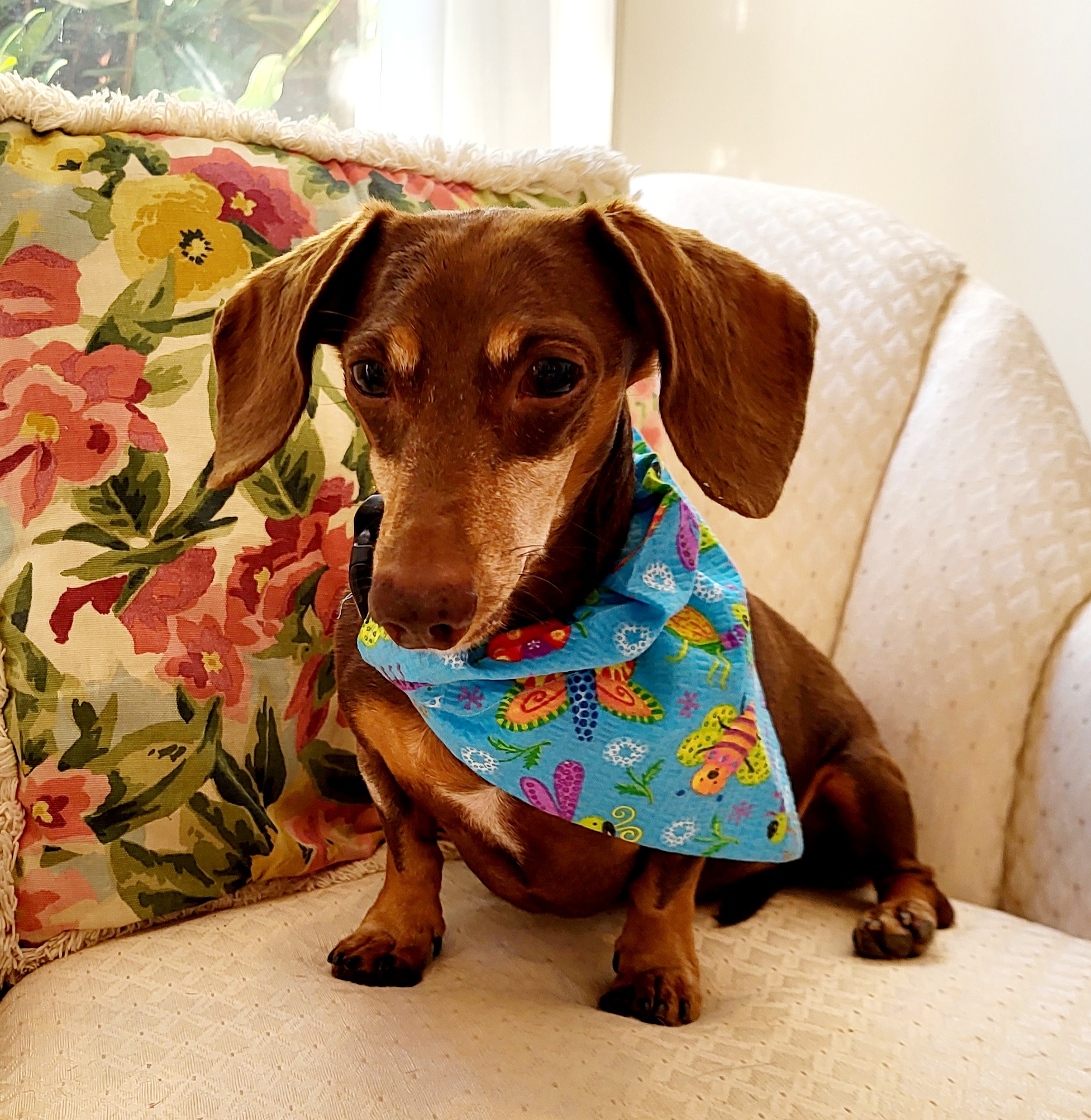 Enlarge BEAUX, a Adoptable Miniature Dachshund in Barium Springs, NC image 2/6