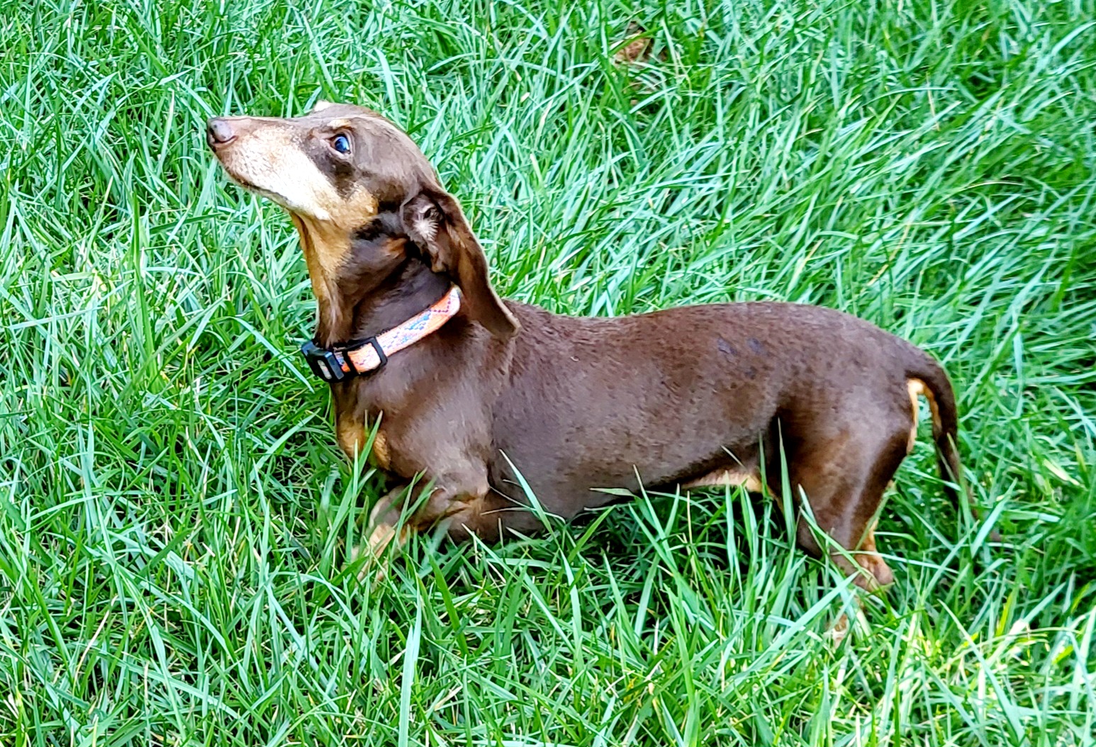 Enlarge BEAUX, a Adoptable Miniature Dachshund in Barium Springs, NC image 3/6