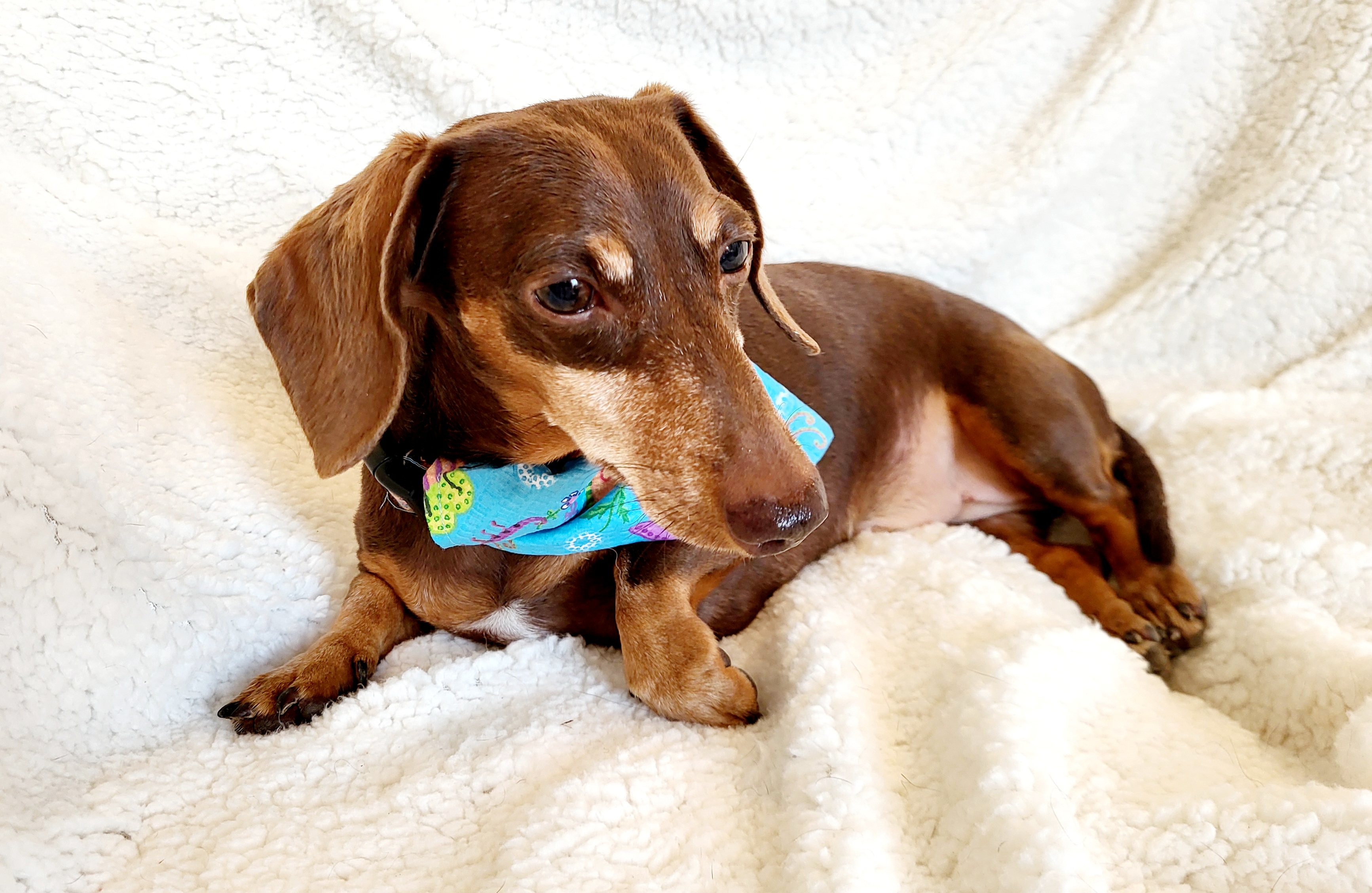 Enlarge BEAUX, a Adoptable Miniature Dachshund in Barium Springs, NC image 4/6