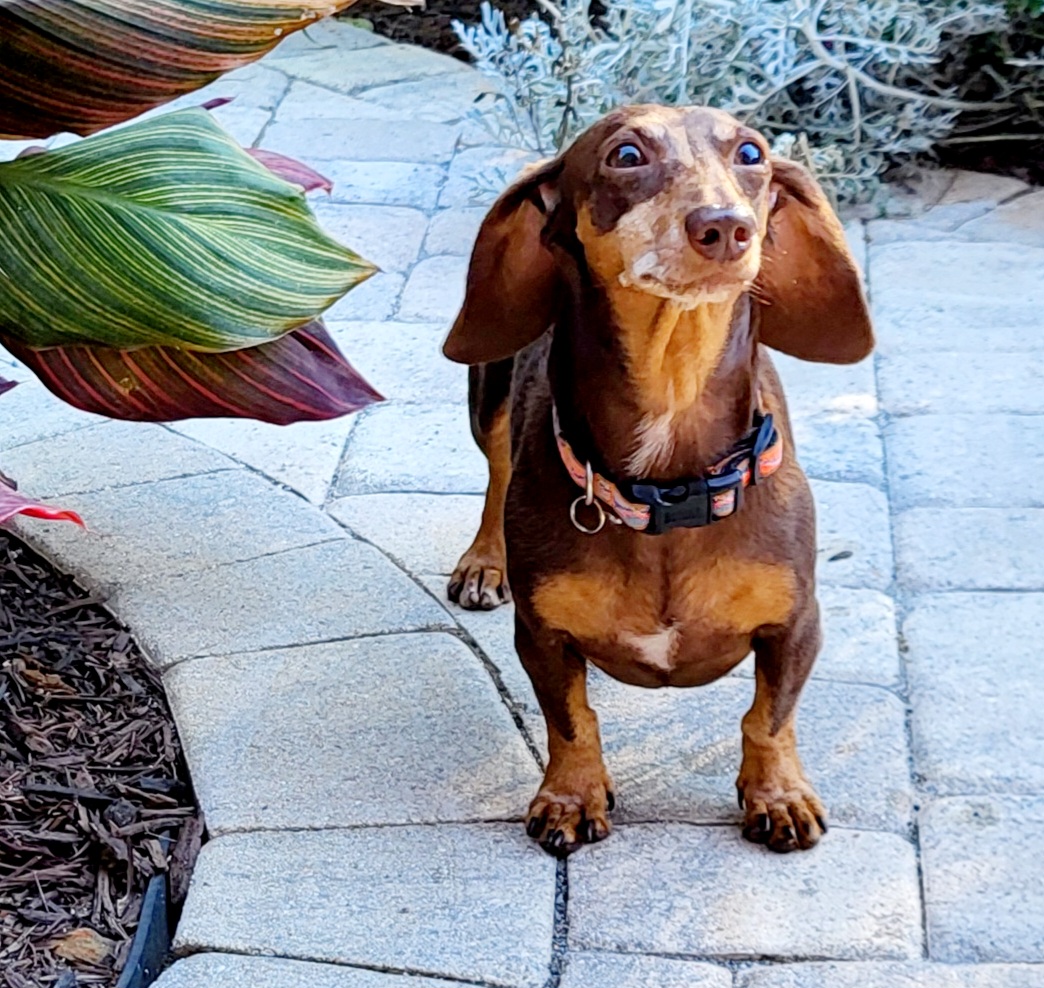 Enlarge BEAUX, a Adoptable Miniature Dachshund in Barium Springs, NC image 5/6