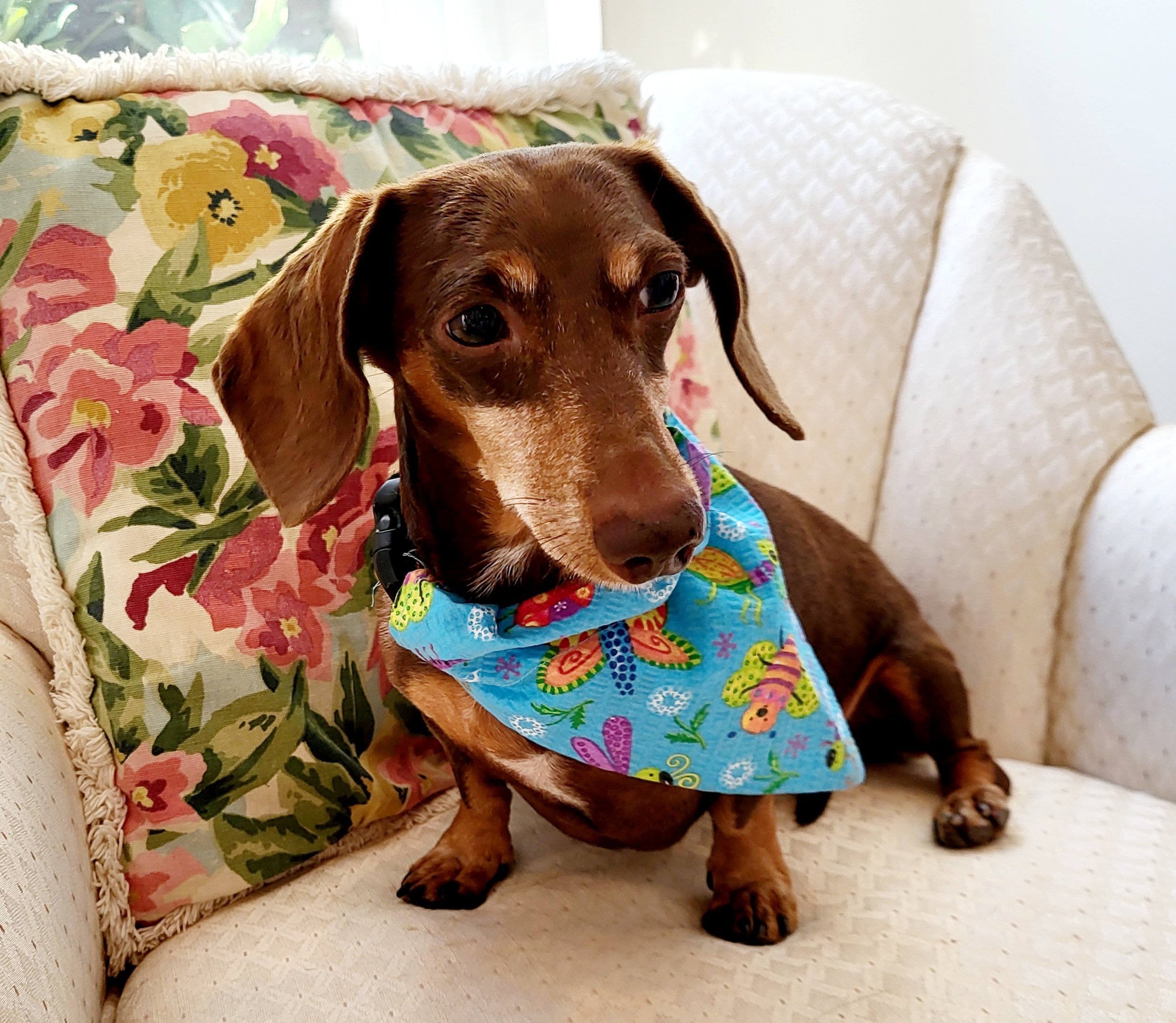 Enlarge BEAUX, a Adoptable Miniature Dachshund in Barium Springs, NC image 6/6