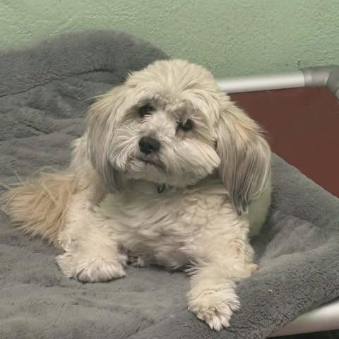 Dallas OS NV, Adoptable, Adult Male Shih Tzu & Mixed Breed.