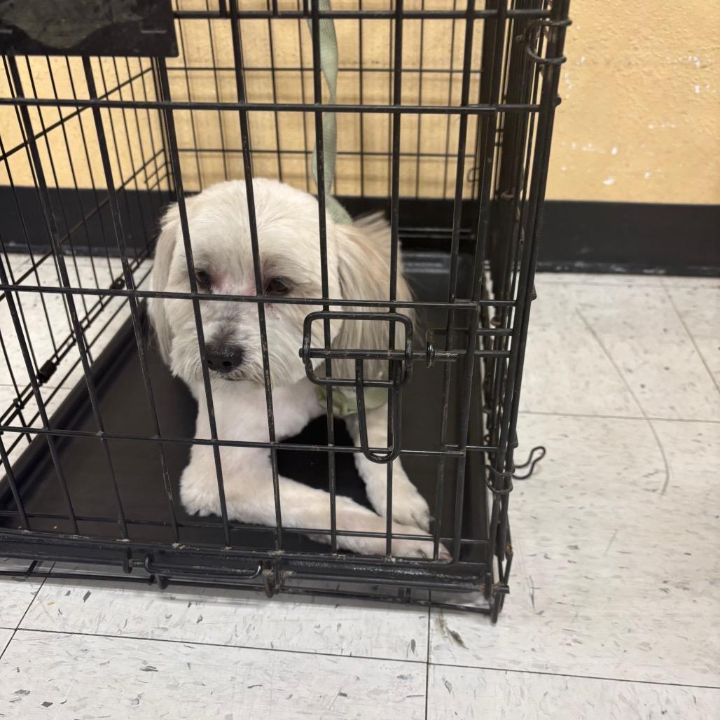 Enlarge Dallas OS NV, a Adoptable mixed breed in Las Vegas, NV image 3/3