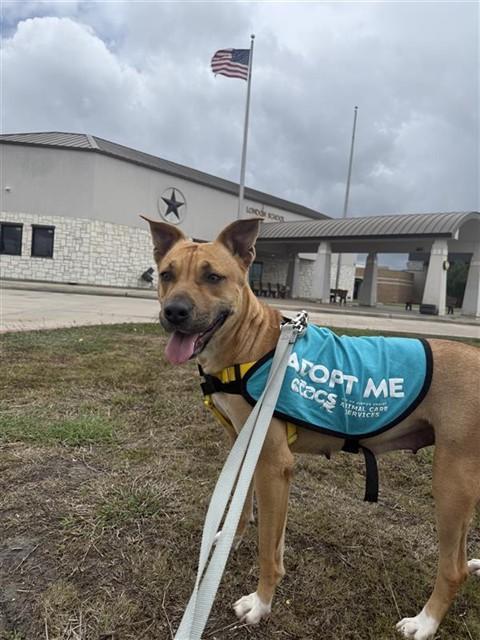 JANDY, Adoptable, Young Female Labrador Retriever & Pit Bull Terrier.