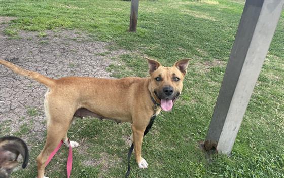 JANDY, Adoptable, Young Female Labrador Retriever & Pit Bull Terrier.