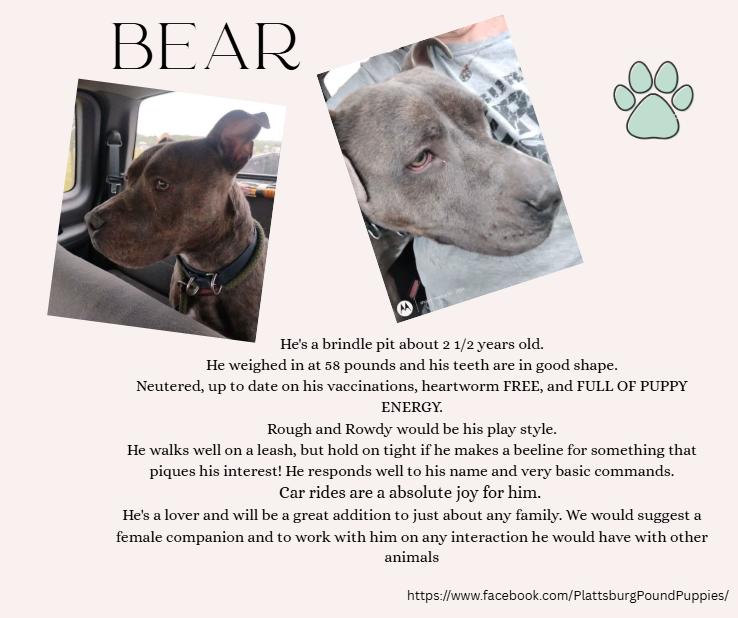 Bear, a Adoptable mixed breed in Plattsburg, MO image 1/4
