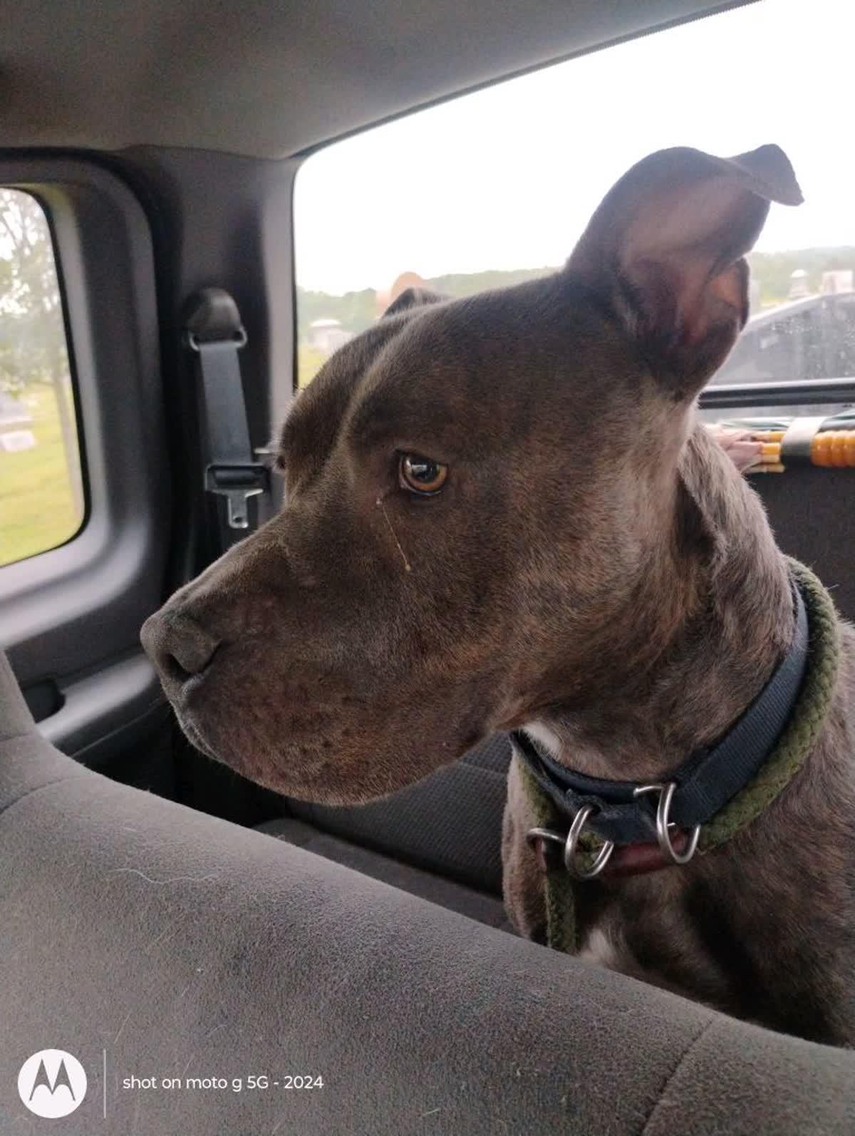 Bear, a Adoptable mixed breed in Plattsburg, MO image 3/4