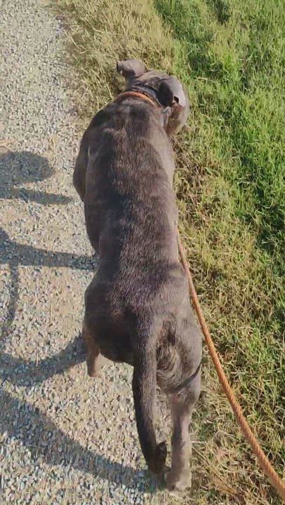 Enlarge Bear, a Adoptable mixed breed in Plattsburg, MO video 4/4