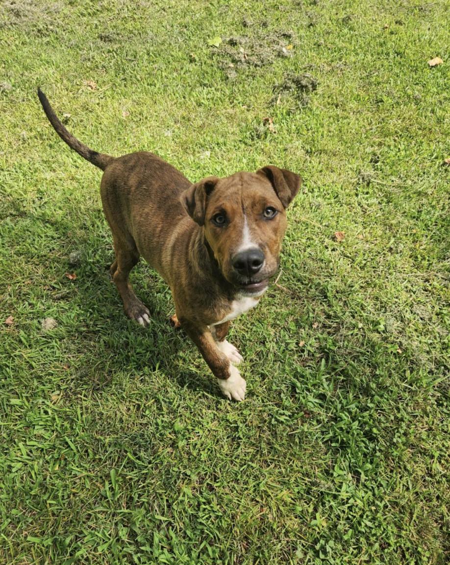 Enlarge Palmer, a Adoptable mixed breed in Woburn, MA image 3/6