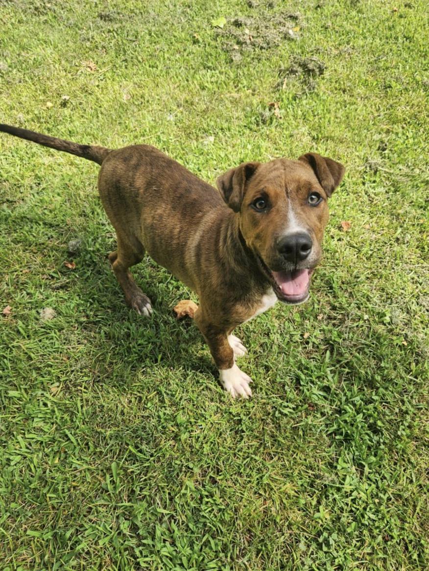 Enlarge Palmer, a Adoptable mixed breed in Woburn, MA image 4/6