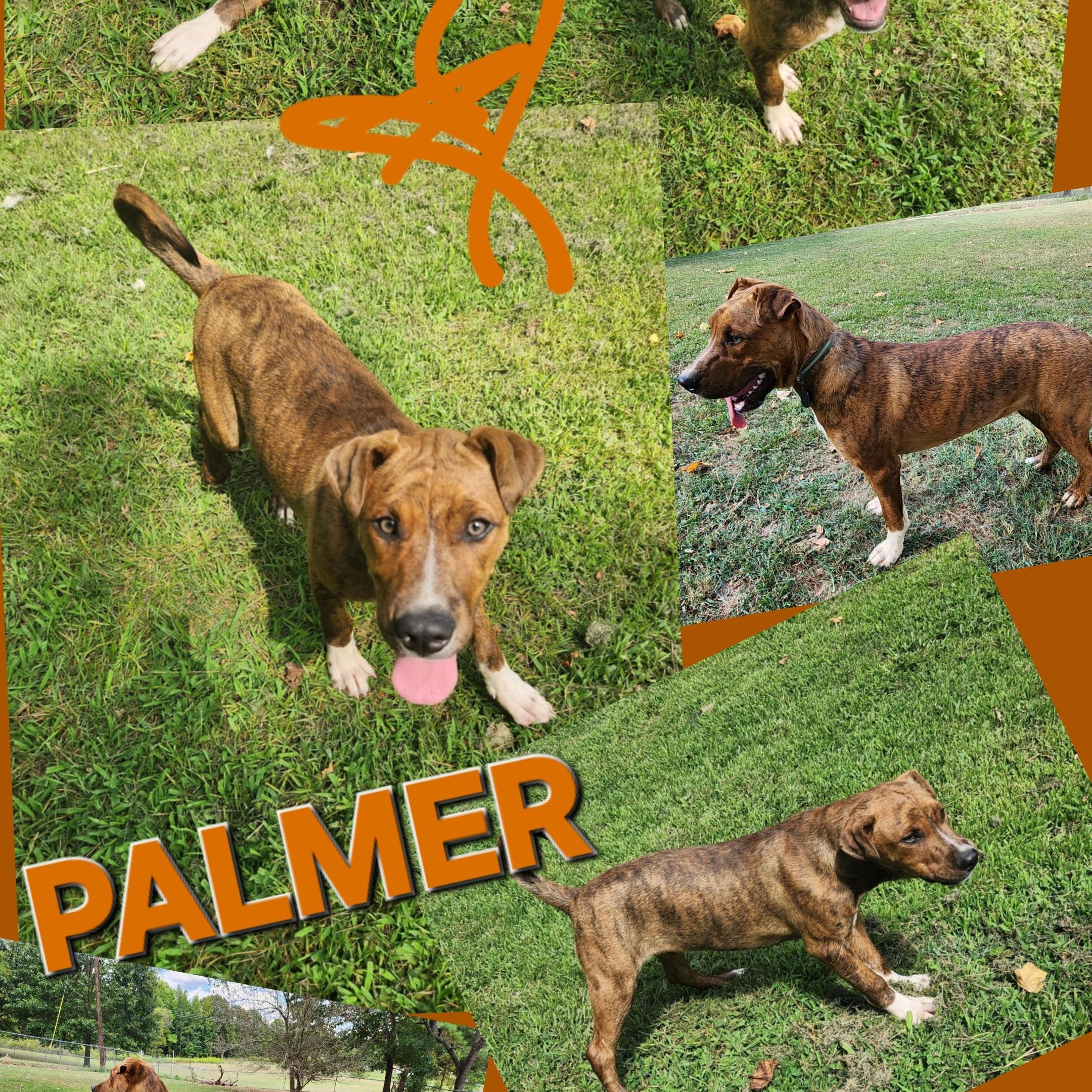 Enlarge Palmer, a Adoptable mixed breed in Woburn, MA image 2/6