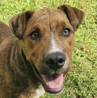 Enlarge Palmer, a Adoptable mixed breed in Woburn, MA image 1/6