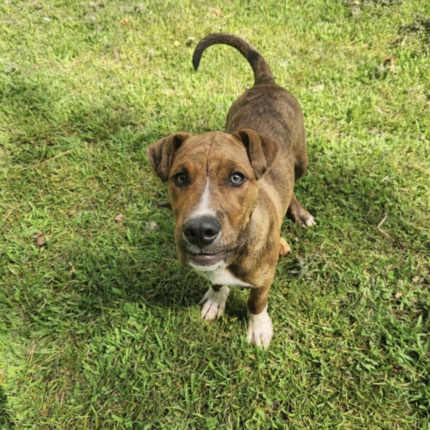 Enlarge Palmer, a Adoptable mixed breed in Woburn, MA image 5/6