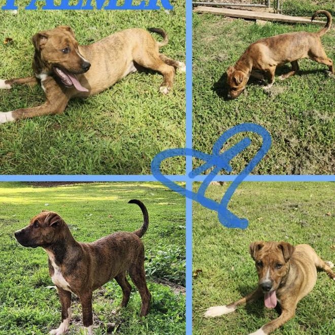 Enlarge Palmer, a Adoptable mixed breed in Woburn, MA image 6/6