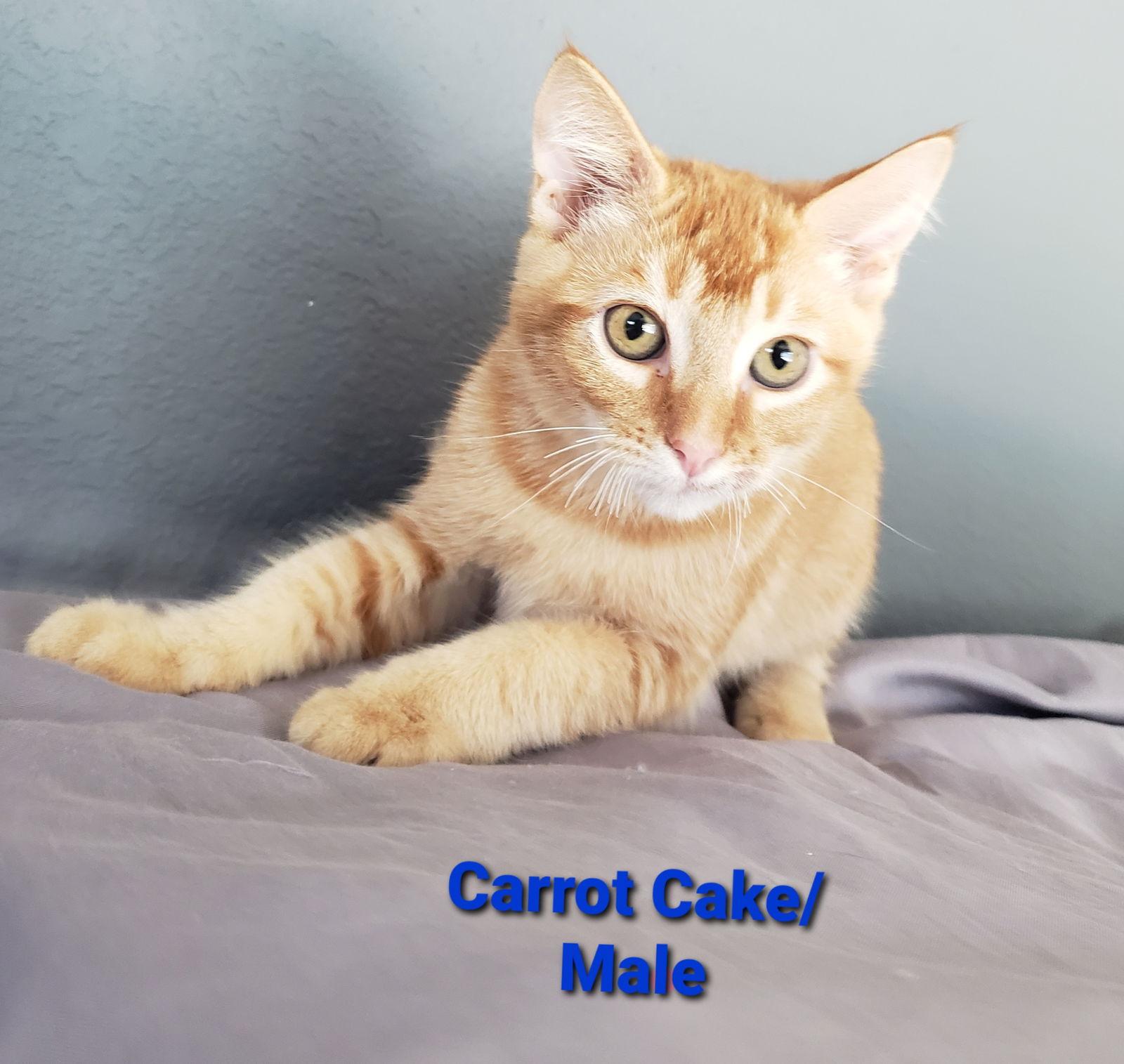 Carrot Cake, a Adoptable mixed breed in Vacaville, CA image 1/3